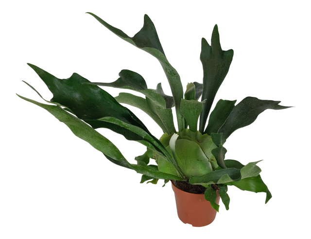 Łosie rogi Platycerium 35-40 cm