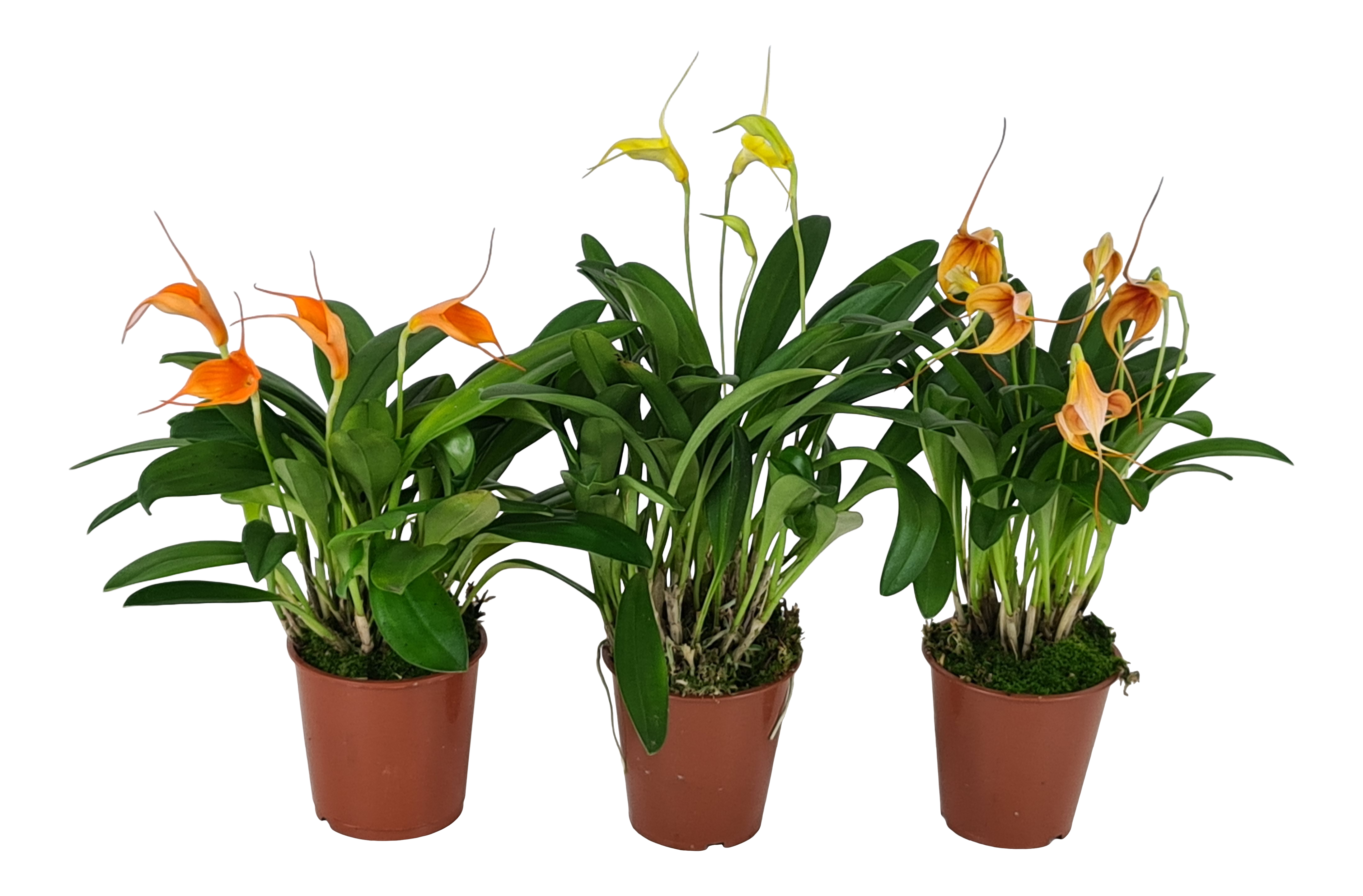 Storczyk Masdevallia mix 20cm