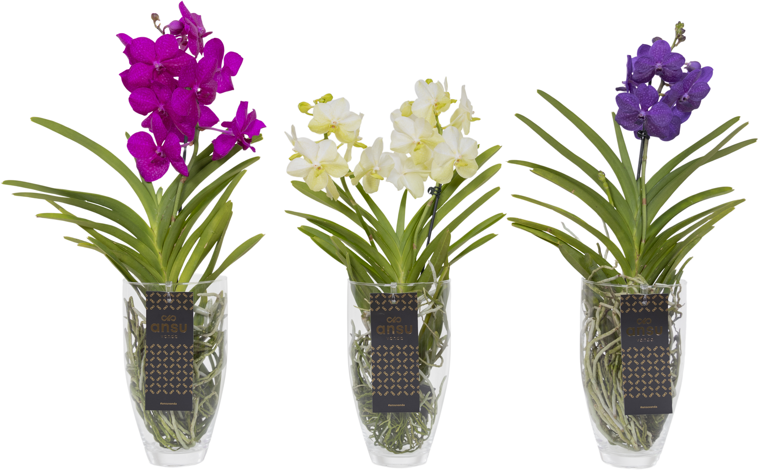 Storczyk Vanda Charlotte mix 60 cm