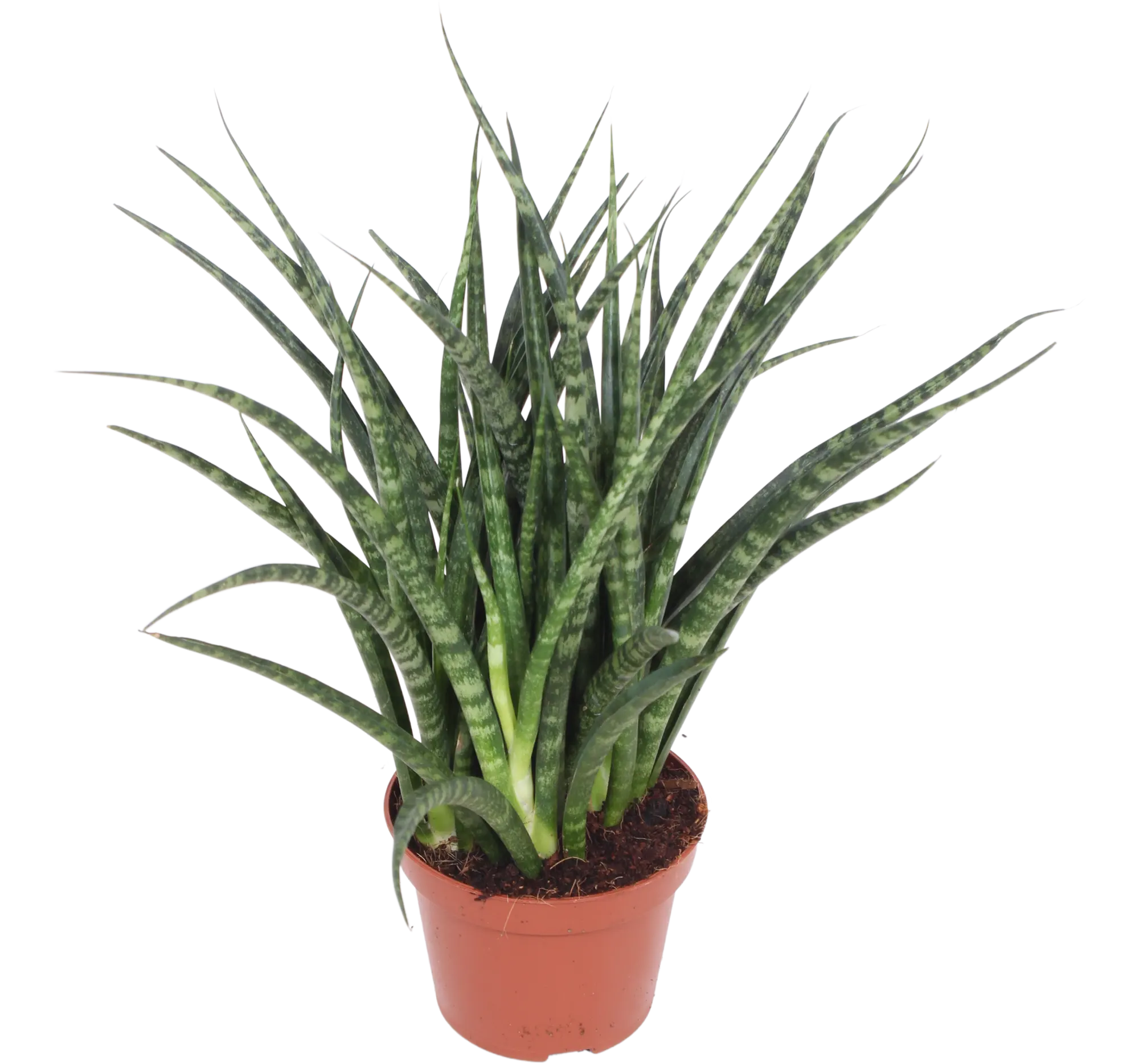 Sansewieria Fernwood Punk 30 cm