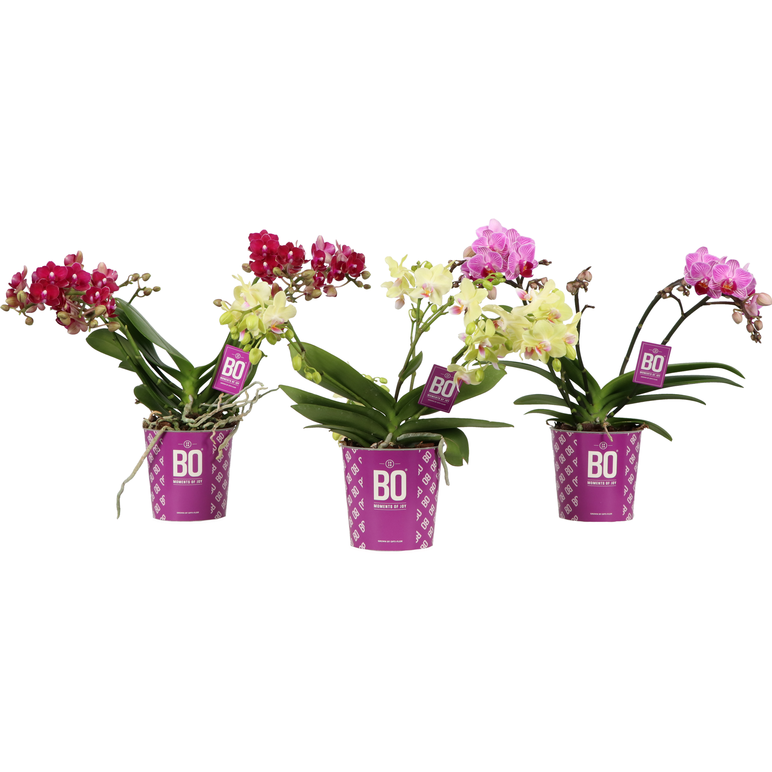 Storczyk Falenopsis Bo Flora 3-5 pędy 40-45 cm