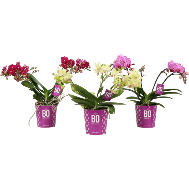 Storczyk Falenopsis Bo Flora 3-5 pędy 40-45 cm