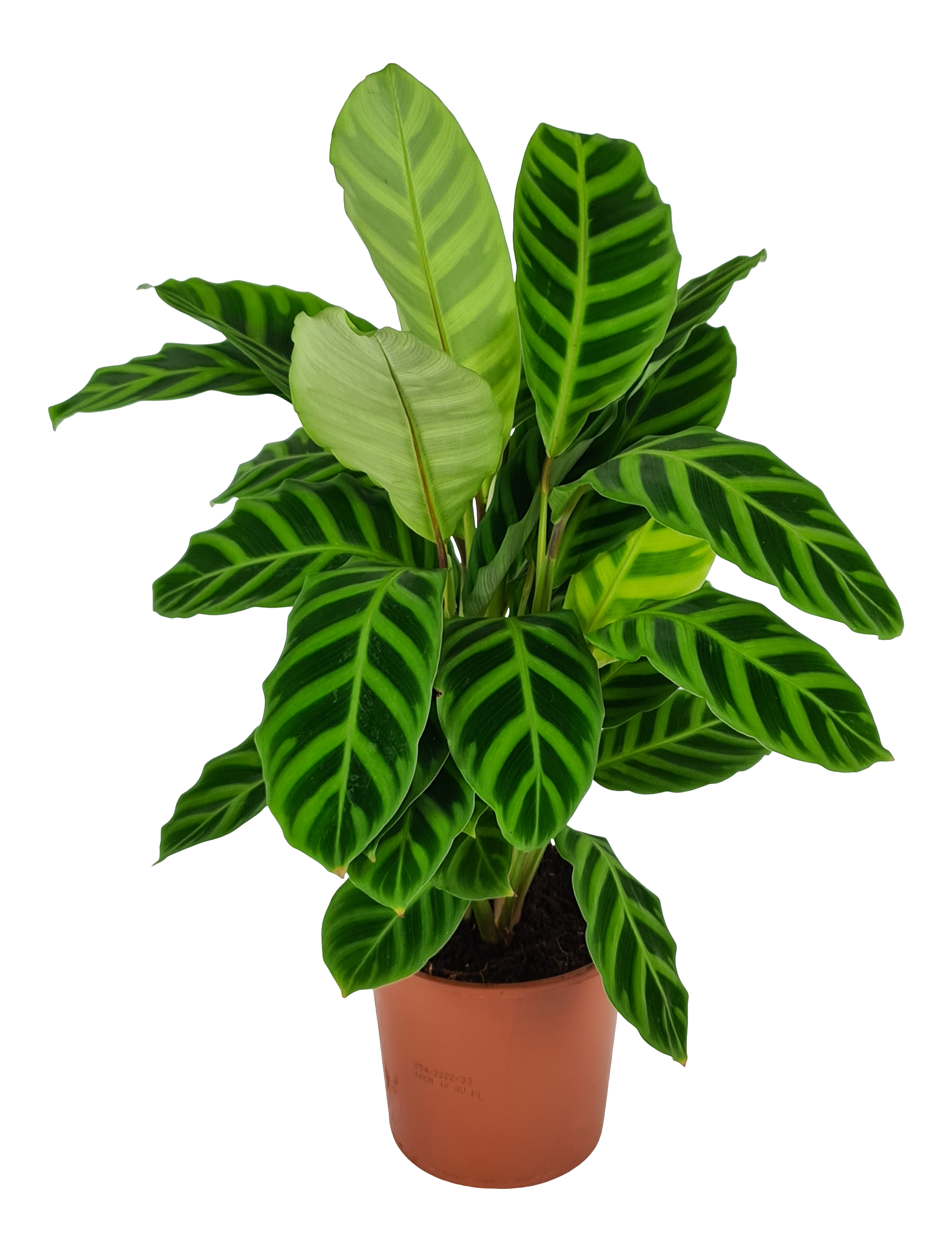 Kalatea Ostrzeszyn Zebrina 40-60 cm