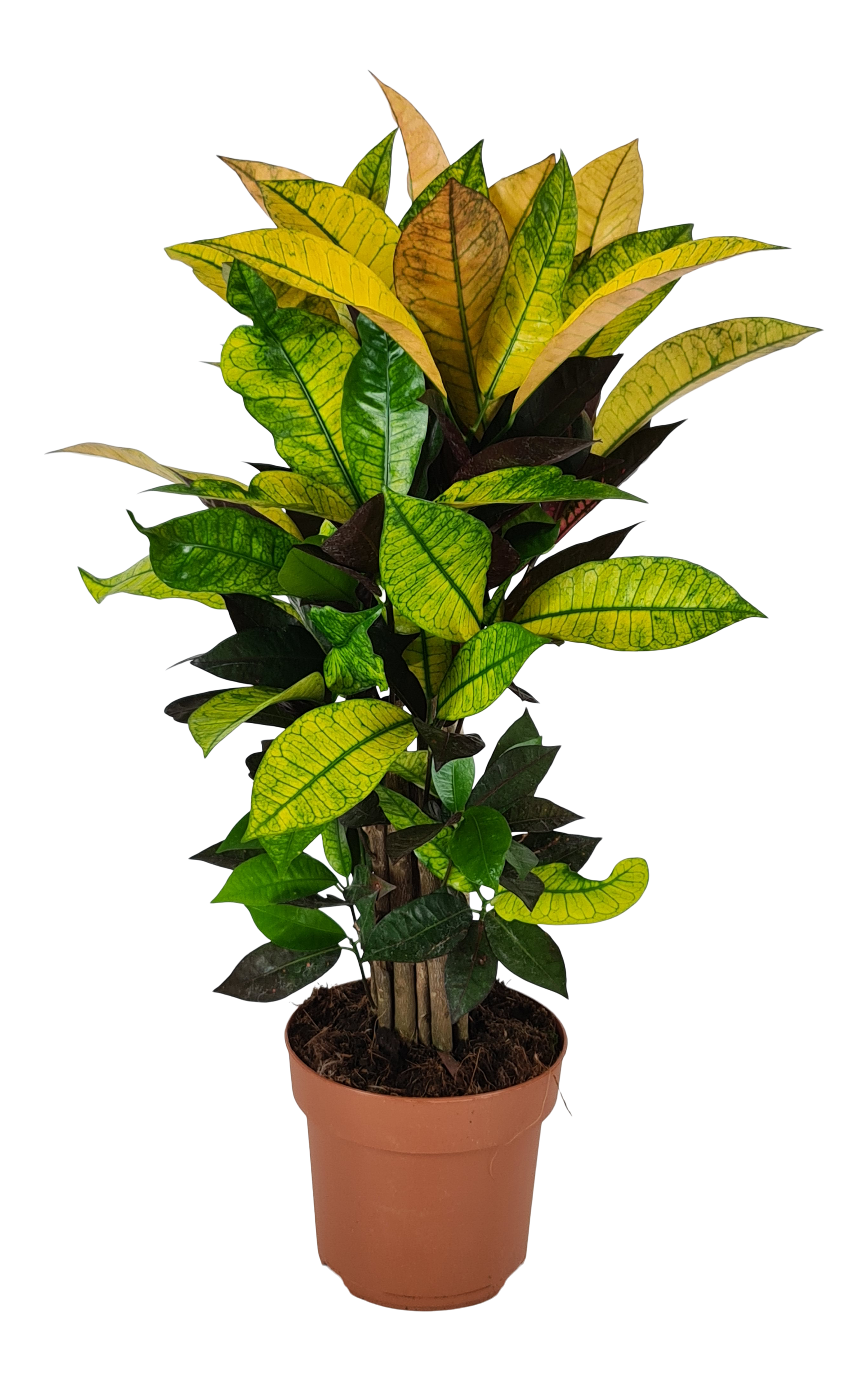 Trójskrzyn pstry Iceton 55-60 cm