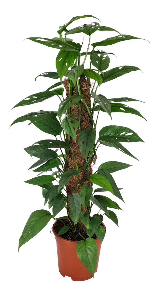 Epipremnum Scindapsus Cebu Blue 60-70 cm