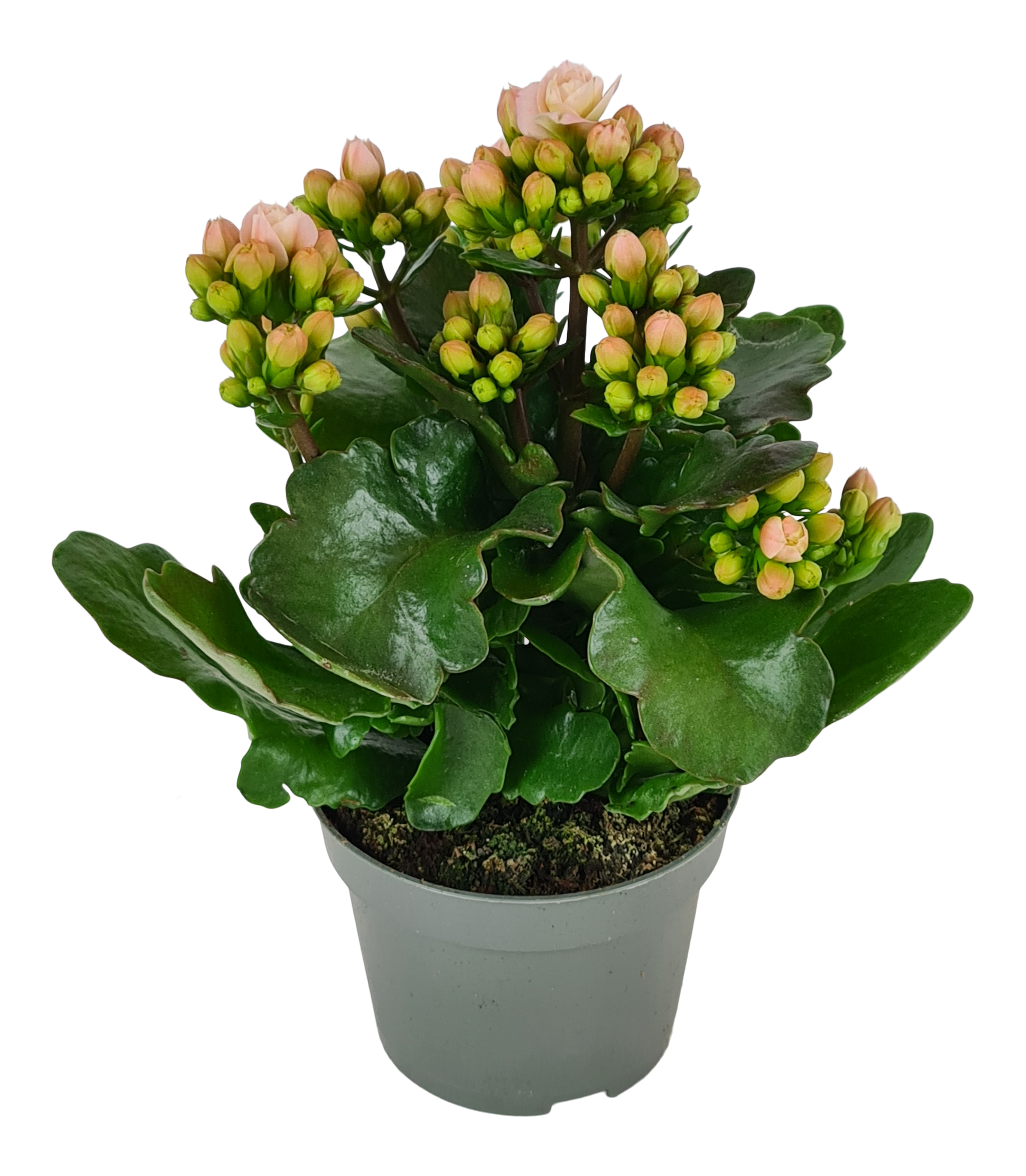 Żyworódka Kalanchoe Verona 22 cm