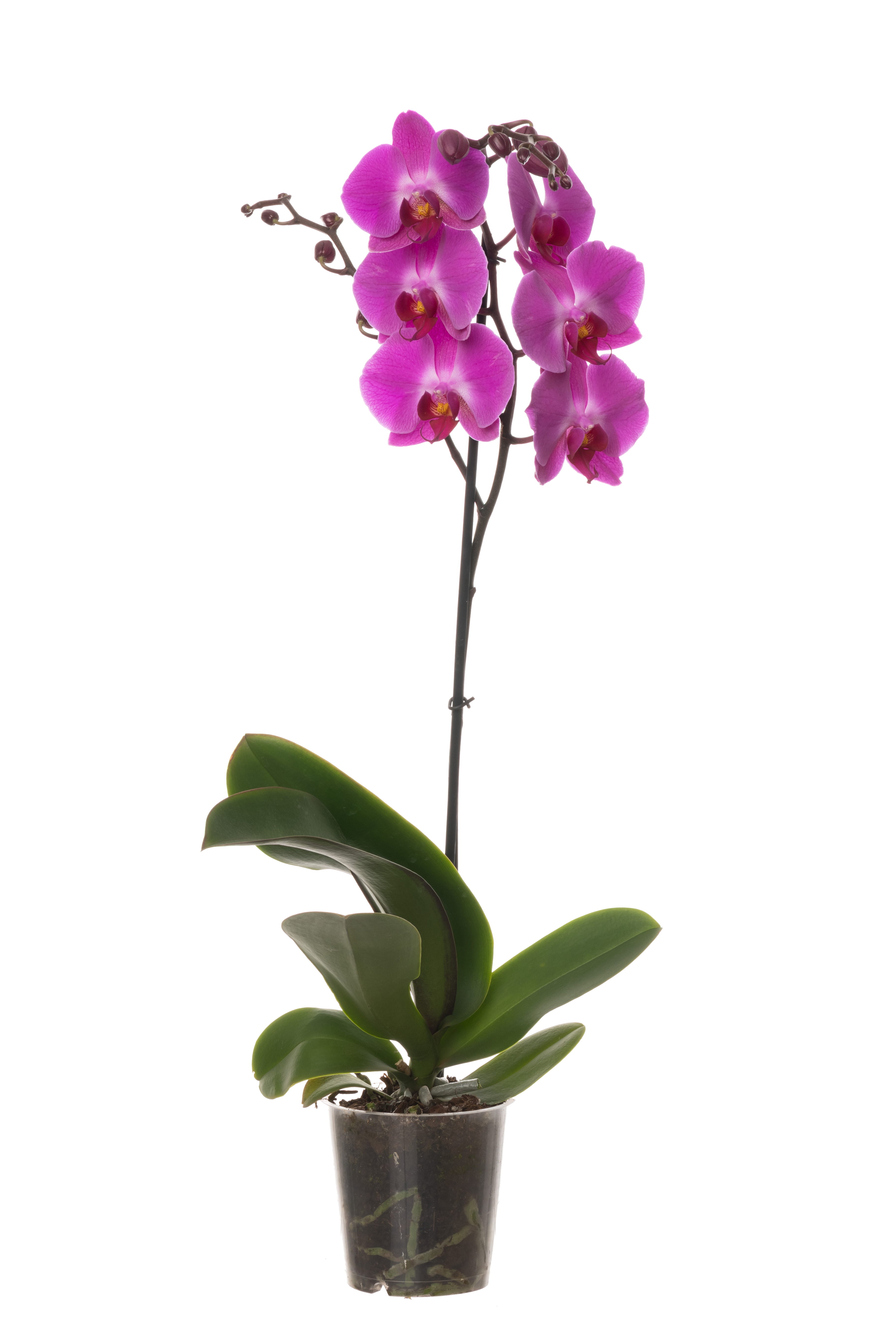 Storczyk Falenopsis 1 pęd 55-75 cm