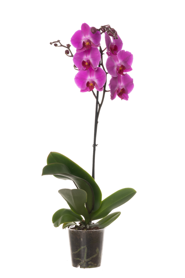 Storczyk Falenopsis 1 pęd 55-75 cm