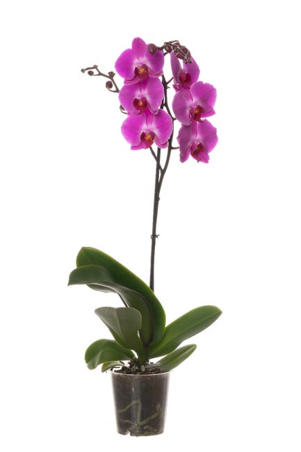 Storczyk falenopsis 1 ped 55 75 cm 82330260