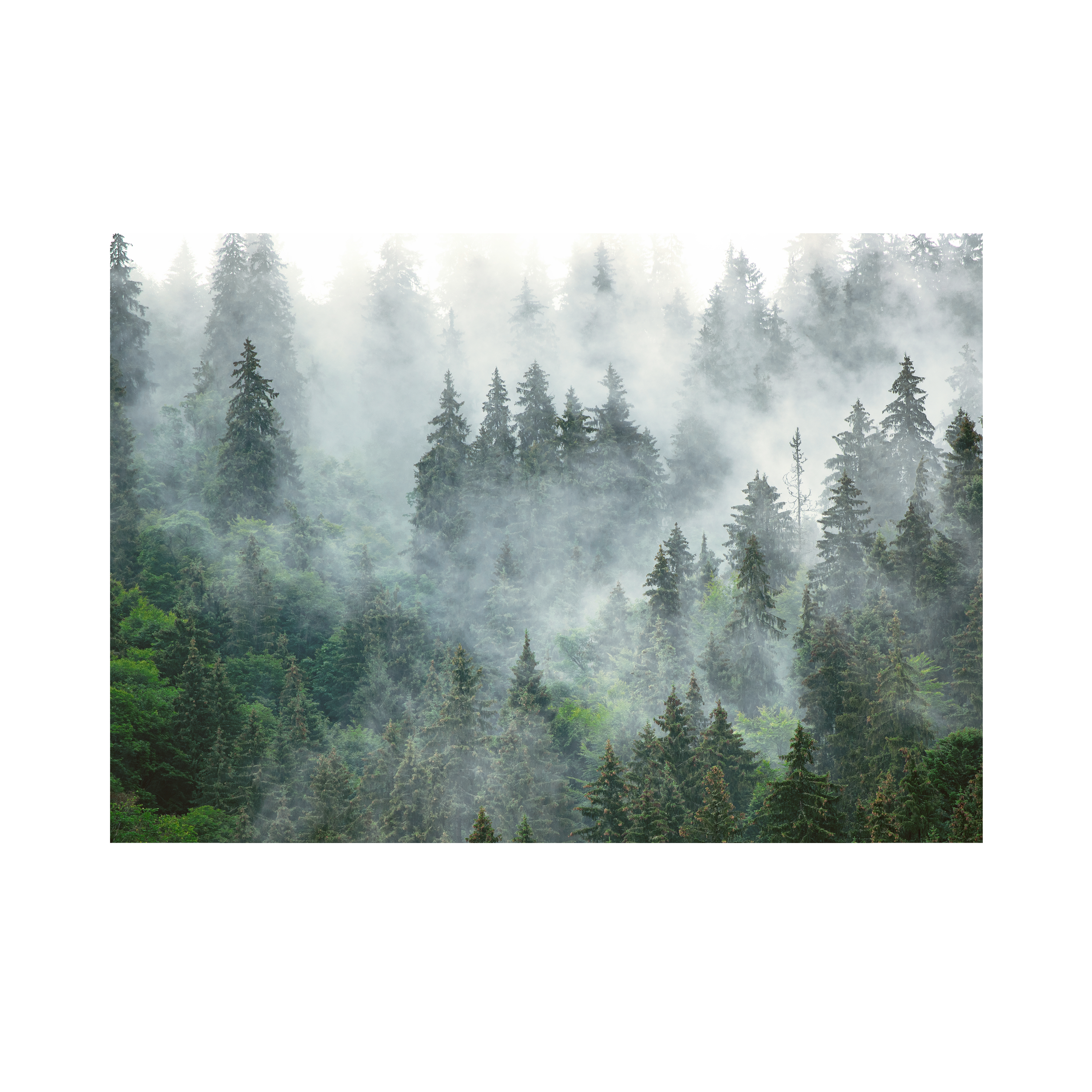 Mural Forest las we mgle 400 x 280 cm struktura płótna