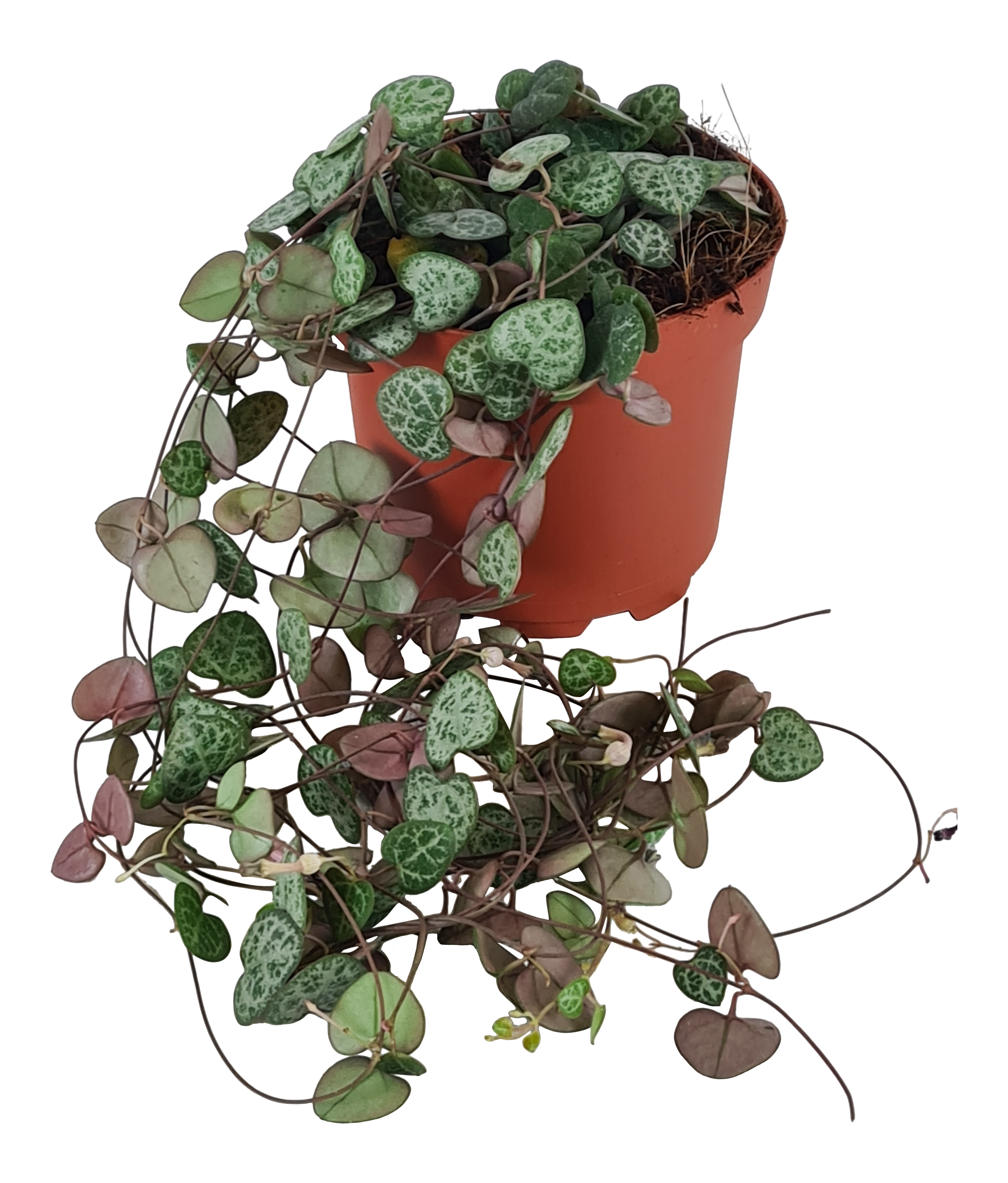 Ceropegia Woodii Sznur serc 24 cm