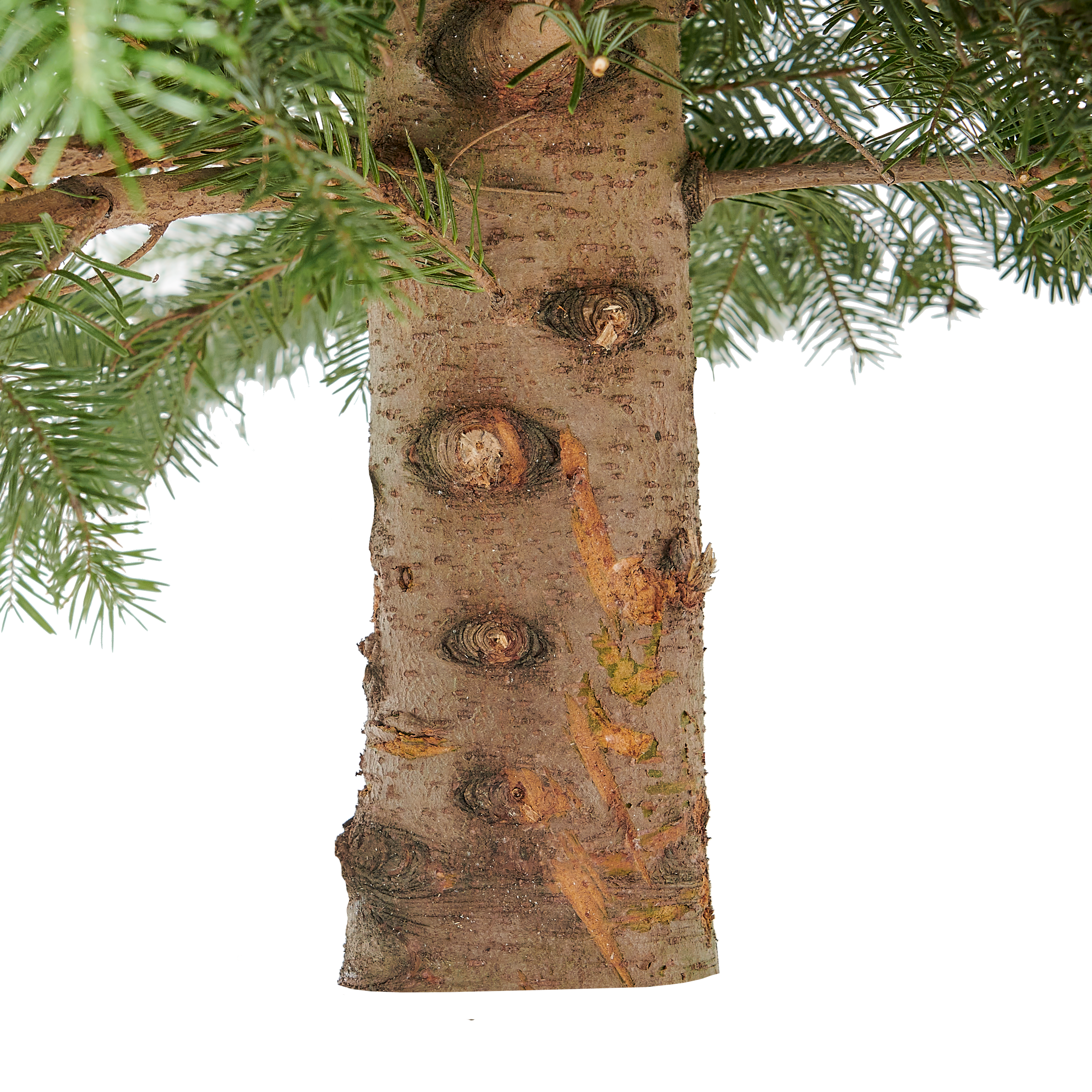 Jodła kaukaska 225-250cm choinka żywa cięta - 3