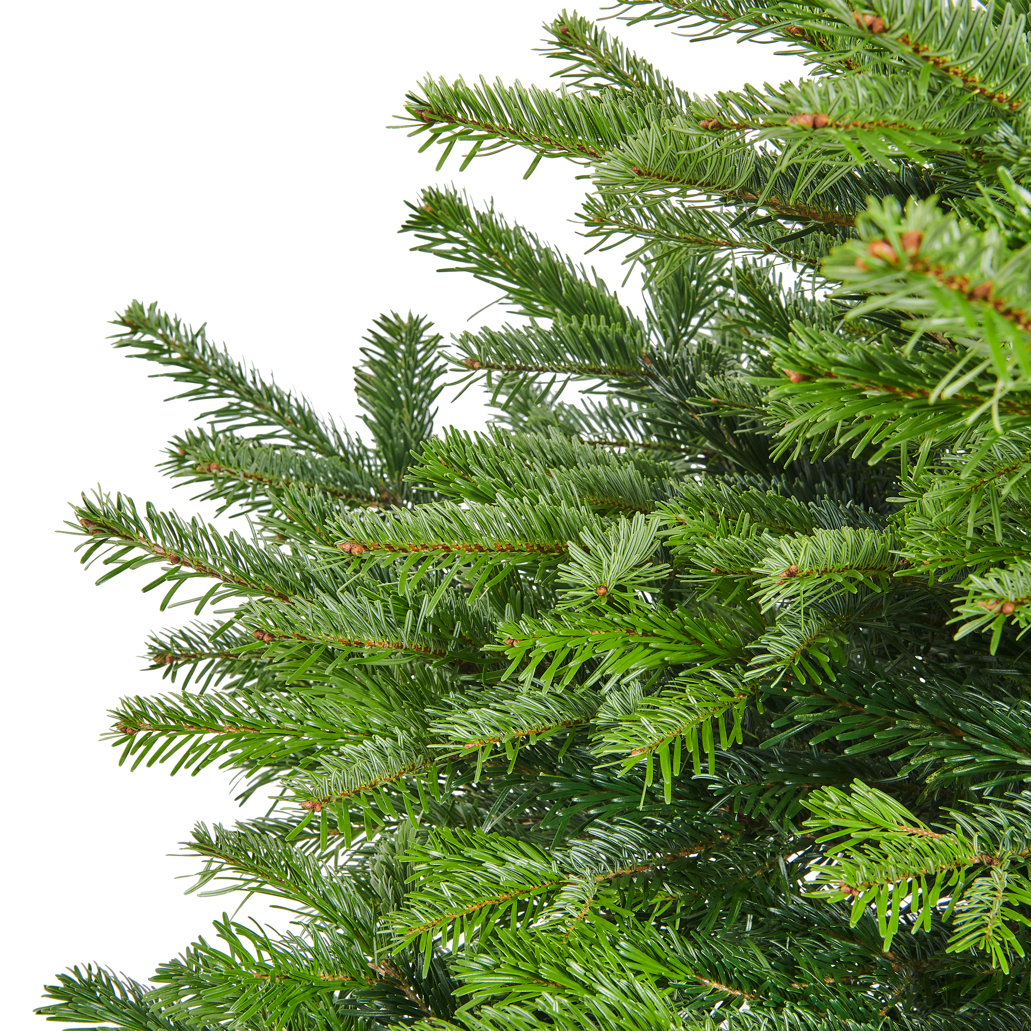 Jodła kaukaska 100-125cm choinka żywa cięta - 4