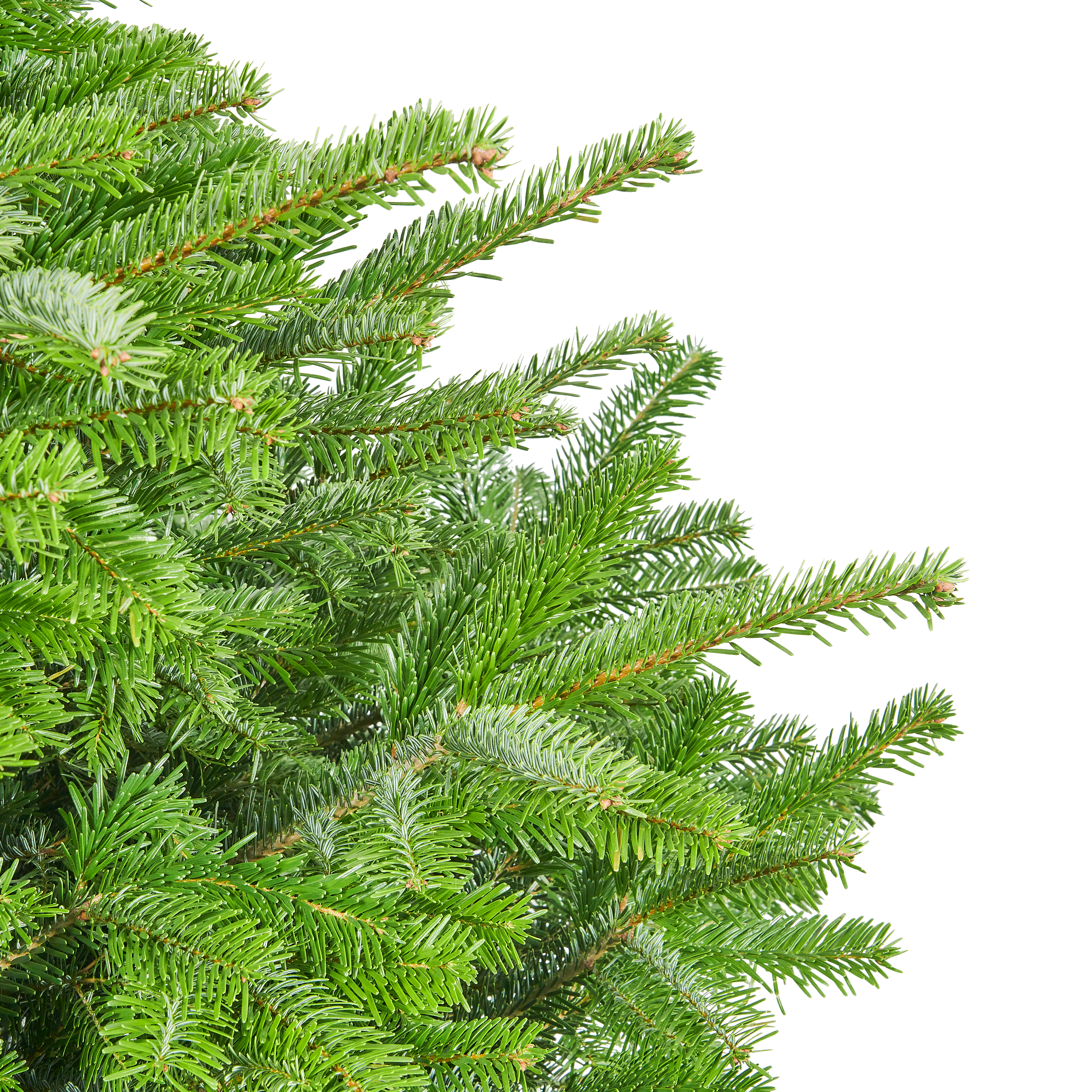 Jodła kaukaska 175-225cm choinka żywa cięta - 4