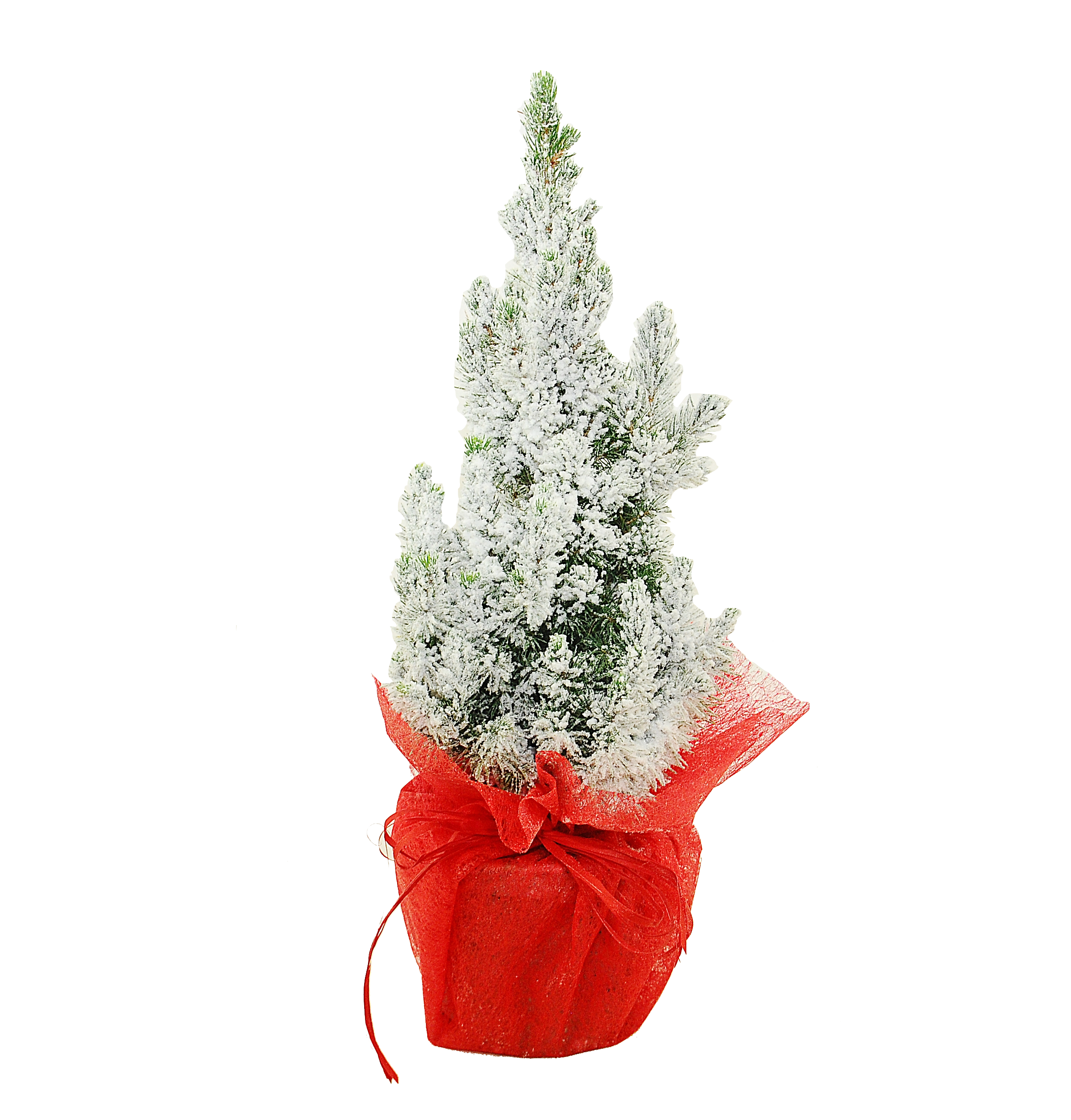 Świerk ze śniegiem 50-55 cm choinka żywa w donicy