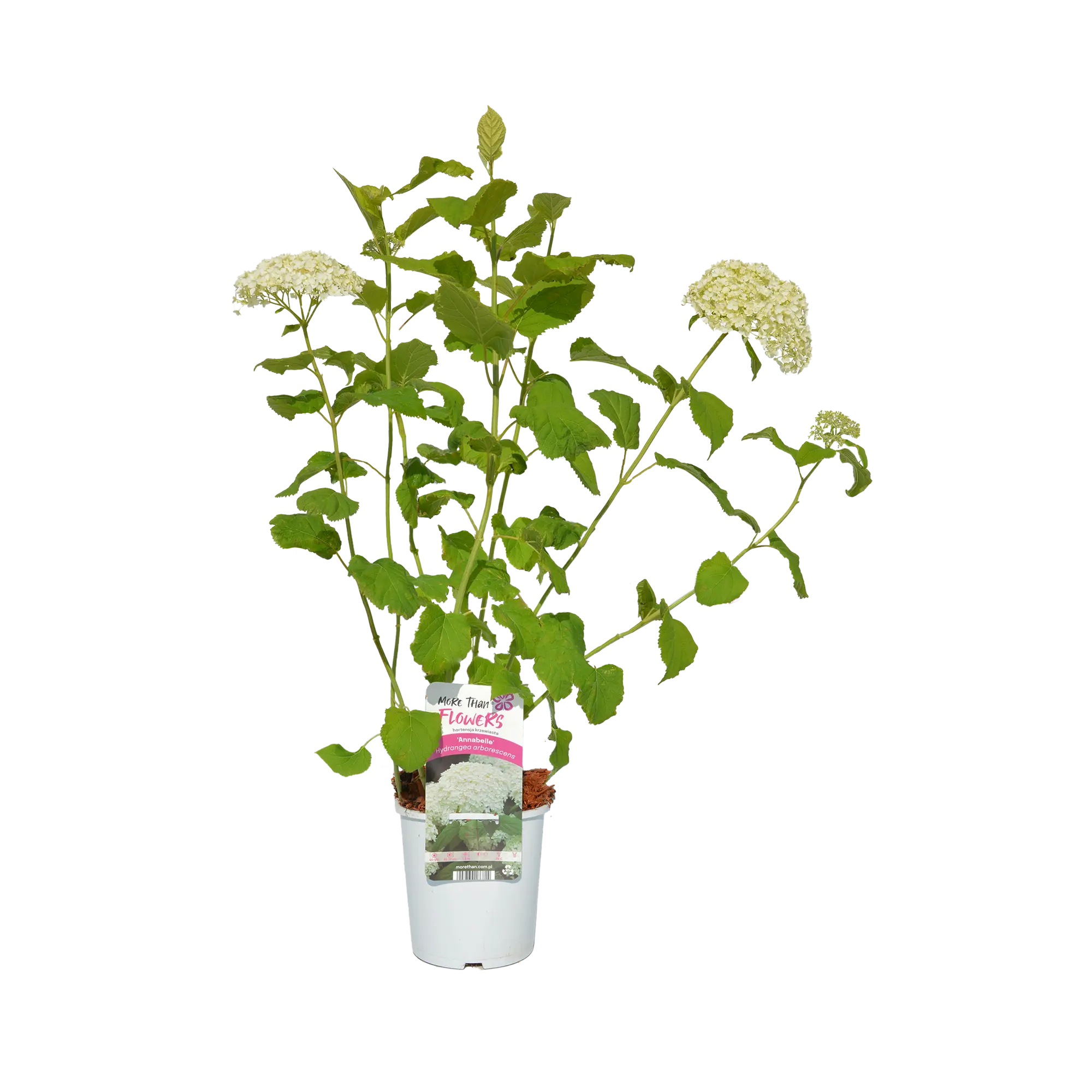 Hortensja krzewiasta 50 cm