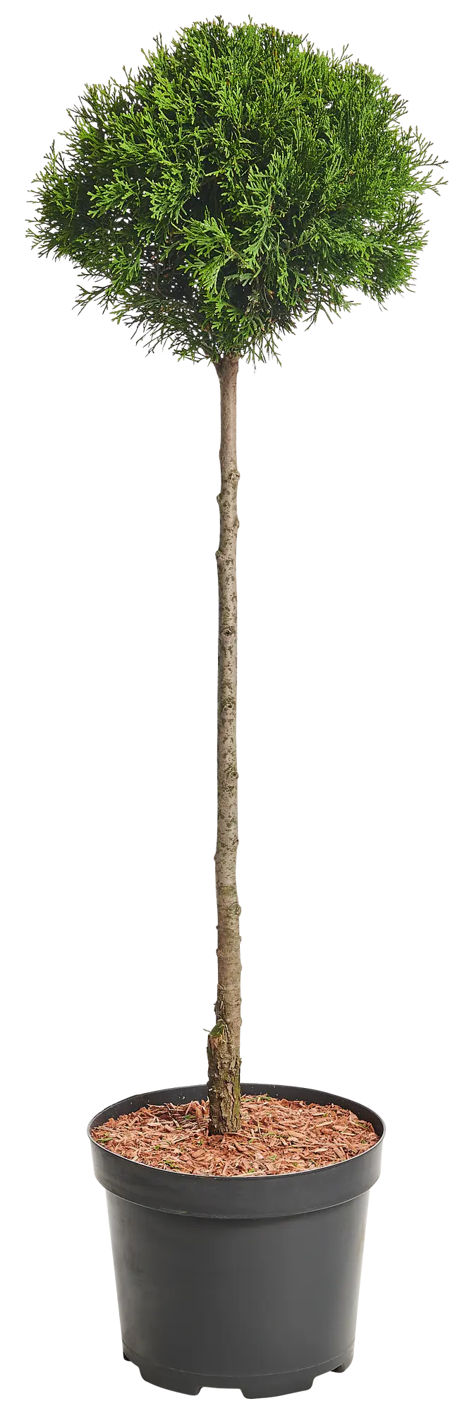 Tuja Żywotnik zachodni Kula 100-120 cm