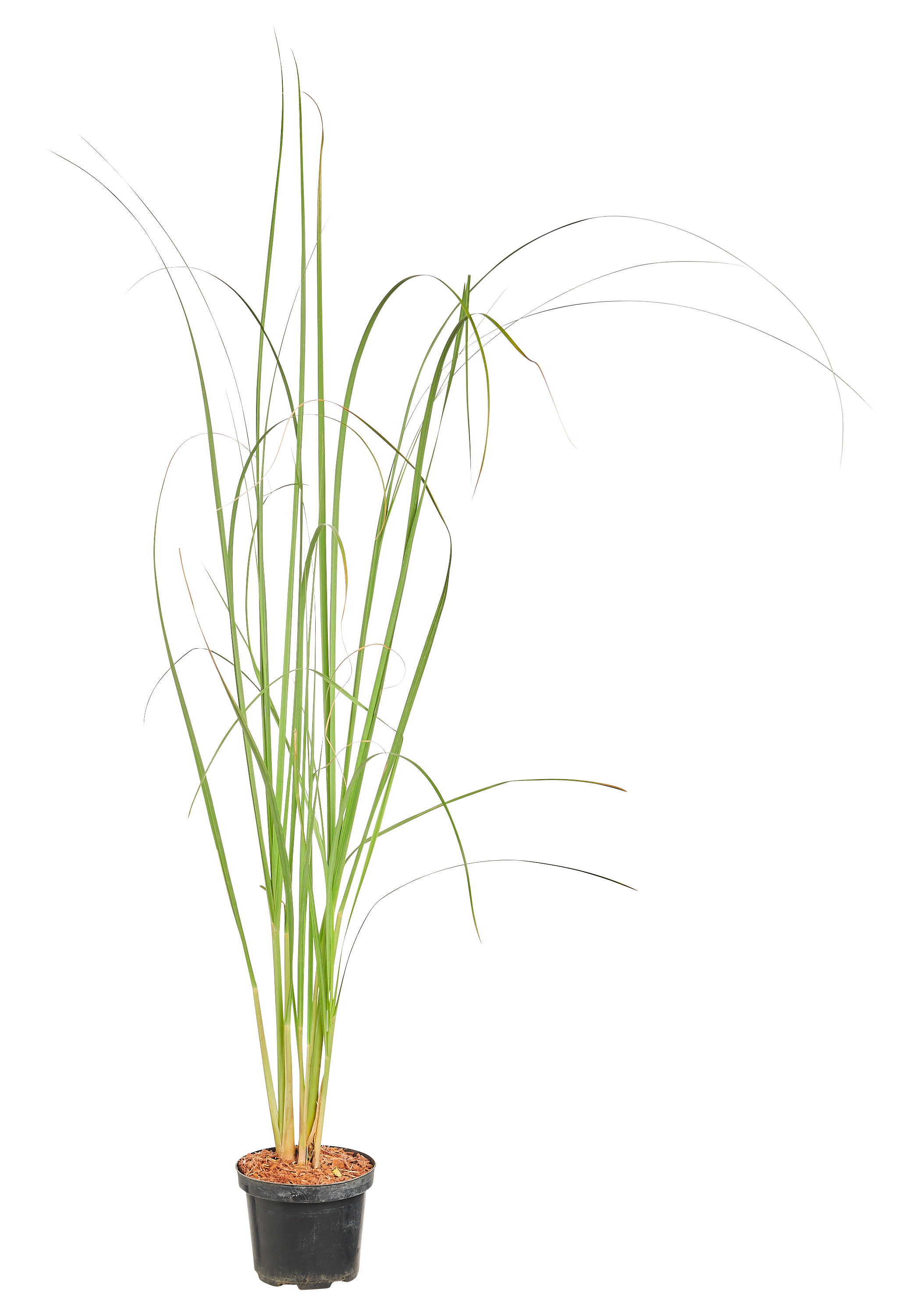 Trawa pampasowa mix 60-80 cm
