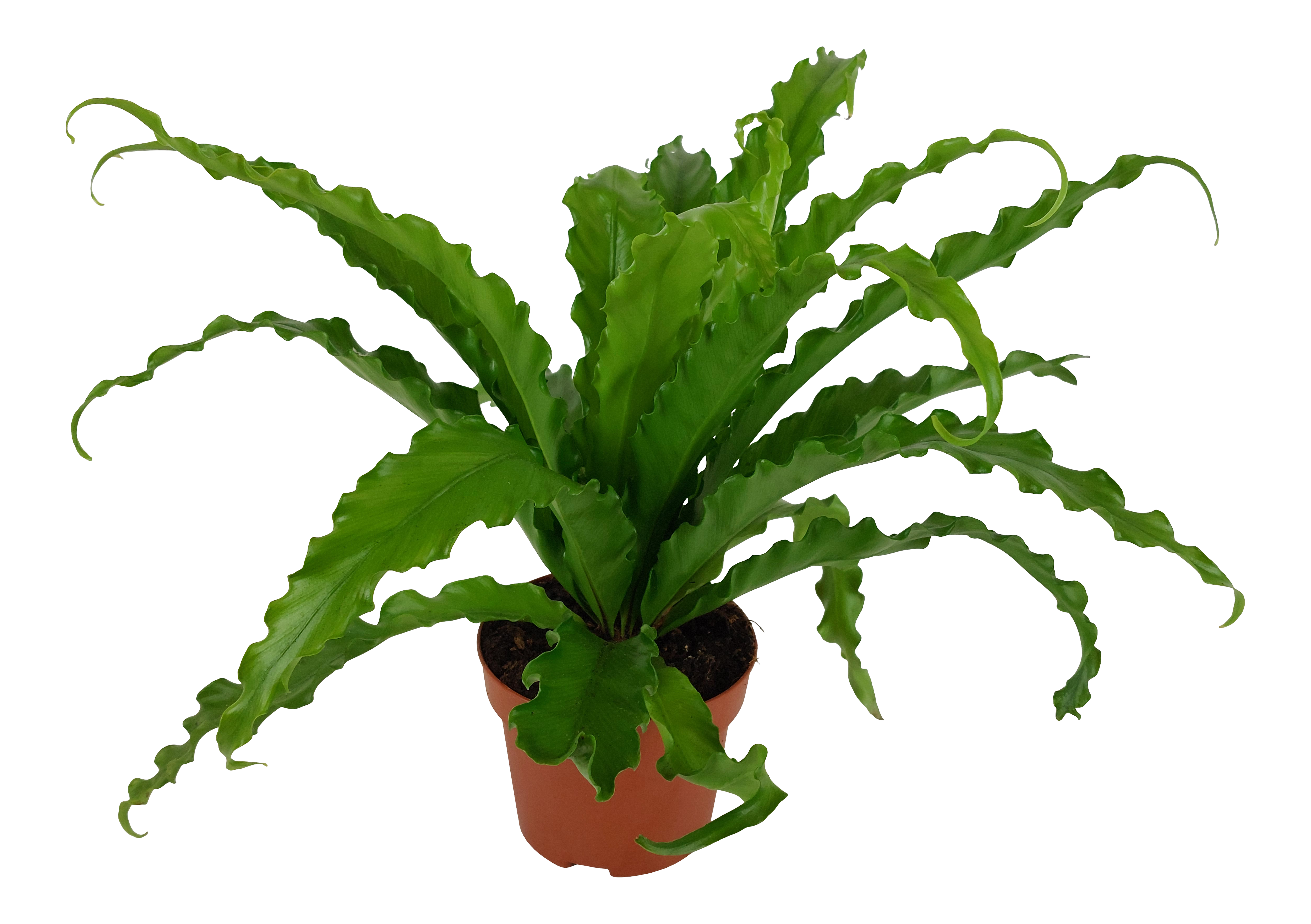 Zanokcica Asplenium Osaka 35-40 cm