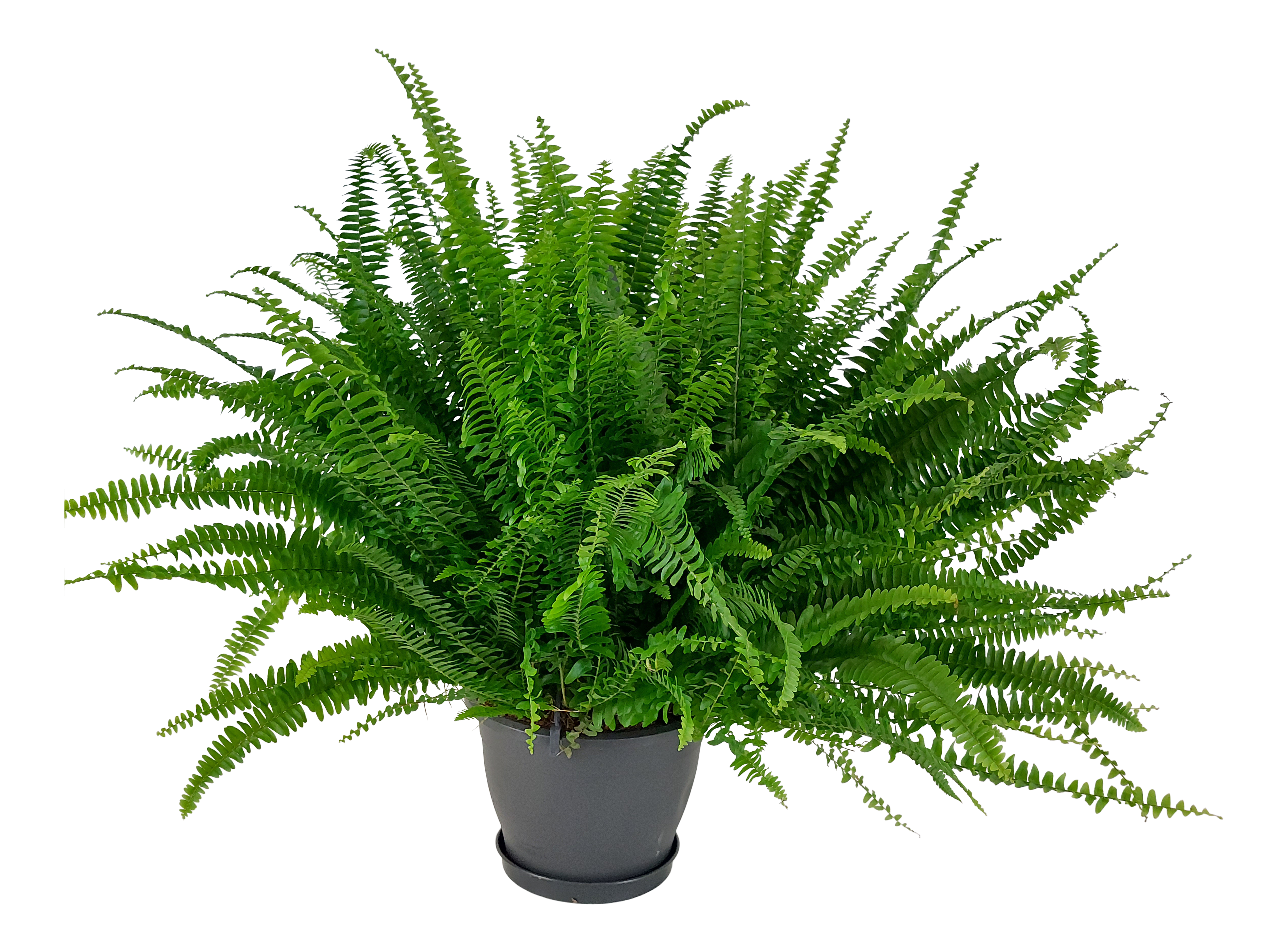 Nefrolepis Green Lady Paprotka 60-65 cm