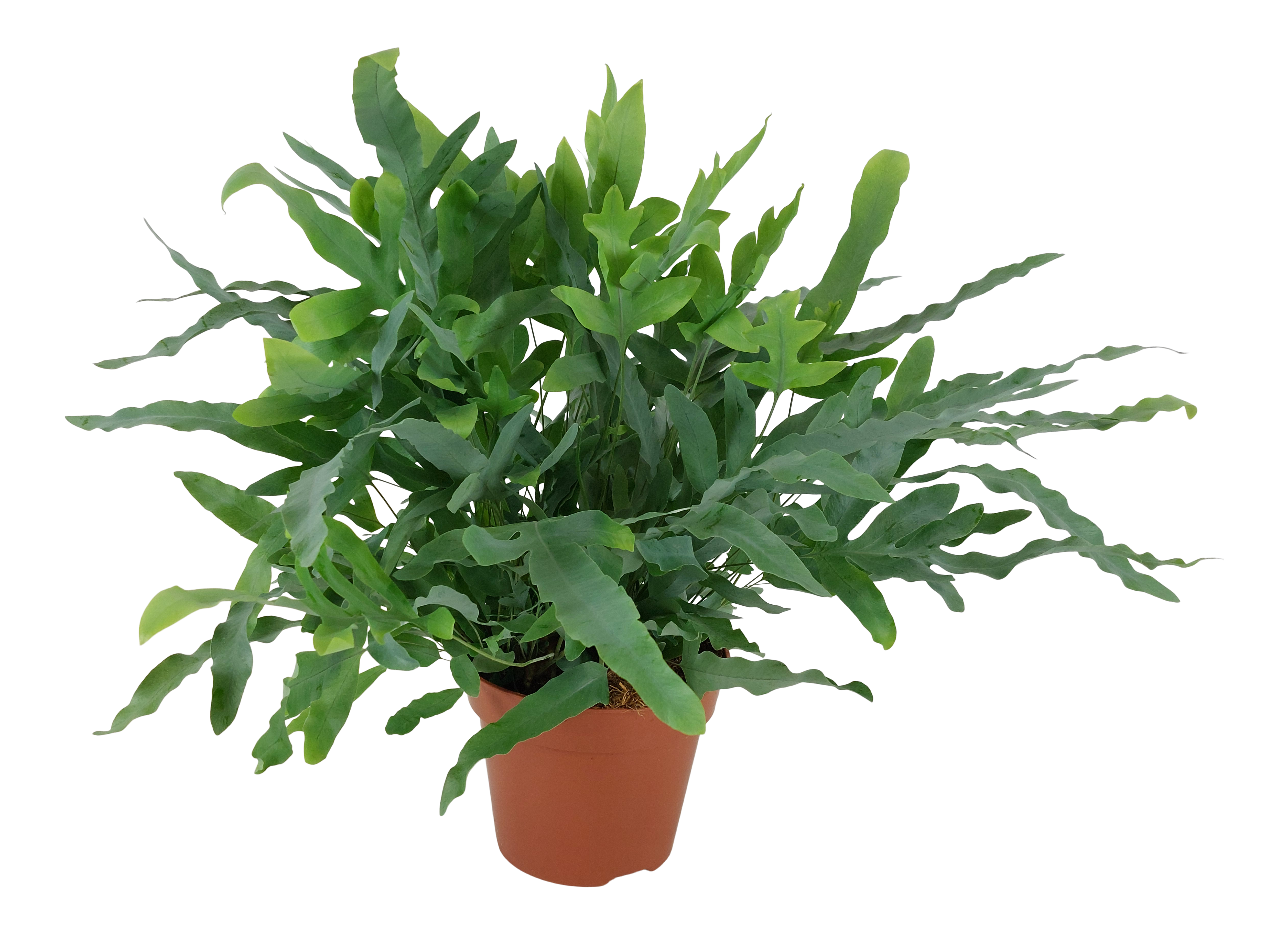 Flebodium aureum Blue Star 60-65 cm