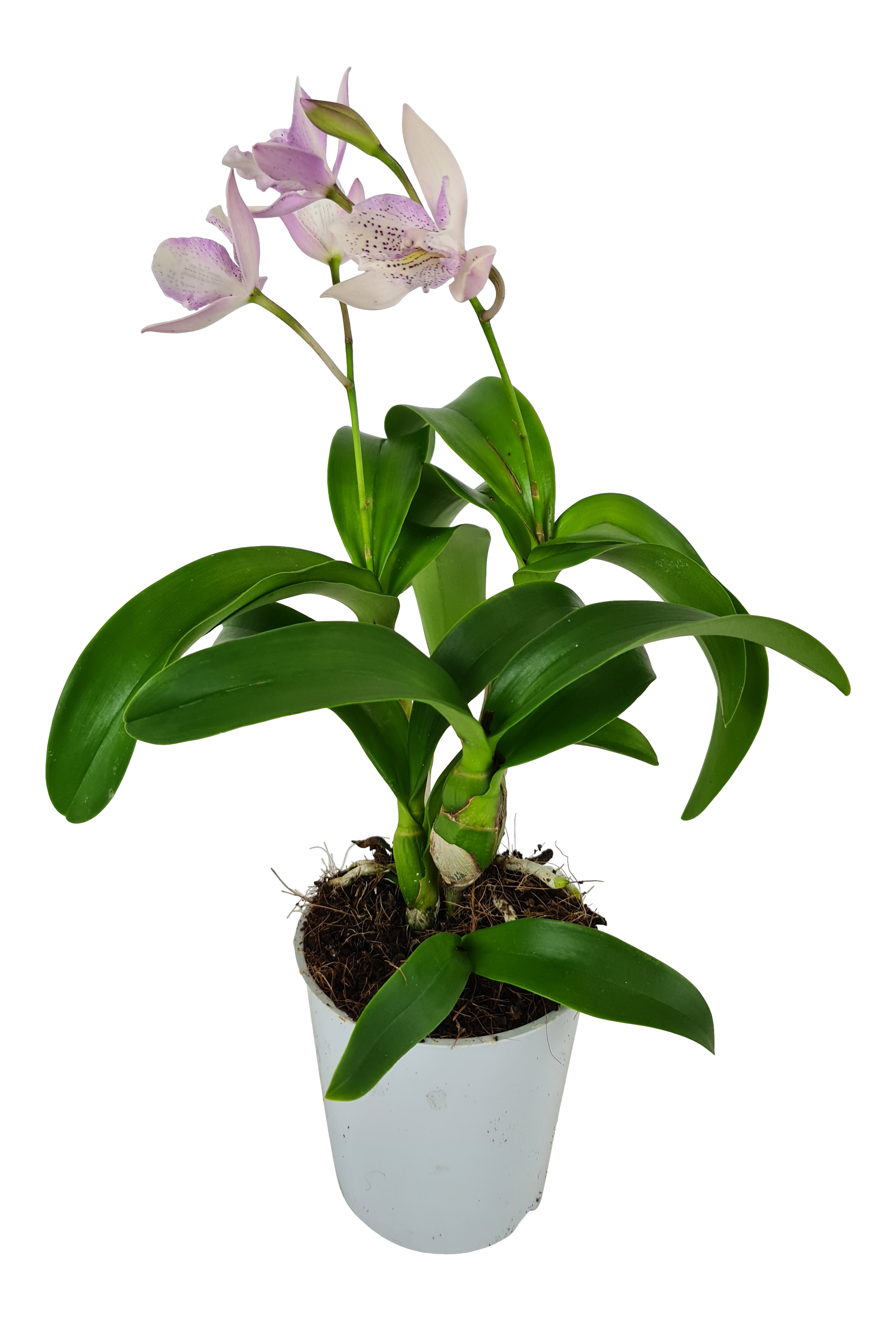 Storczyk Laelia Cattleya 15cm