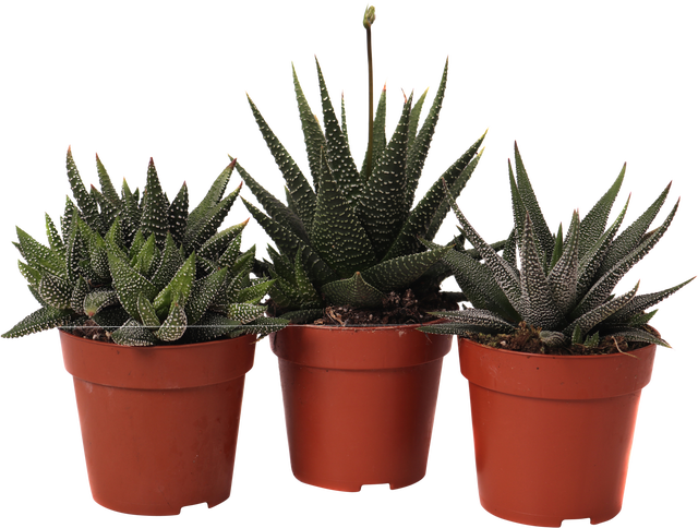 Haworsja mix 15-20 cm