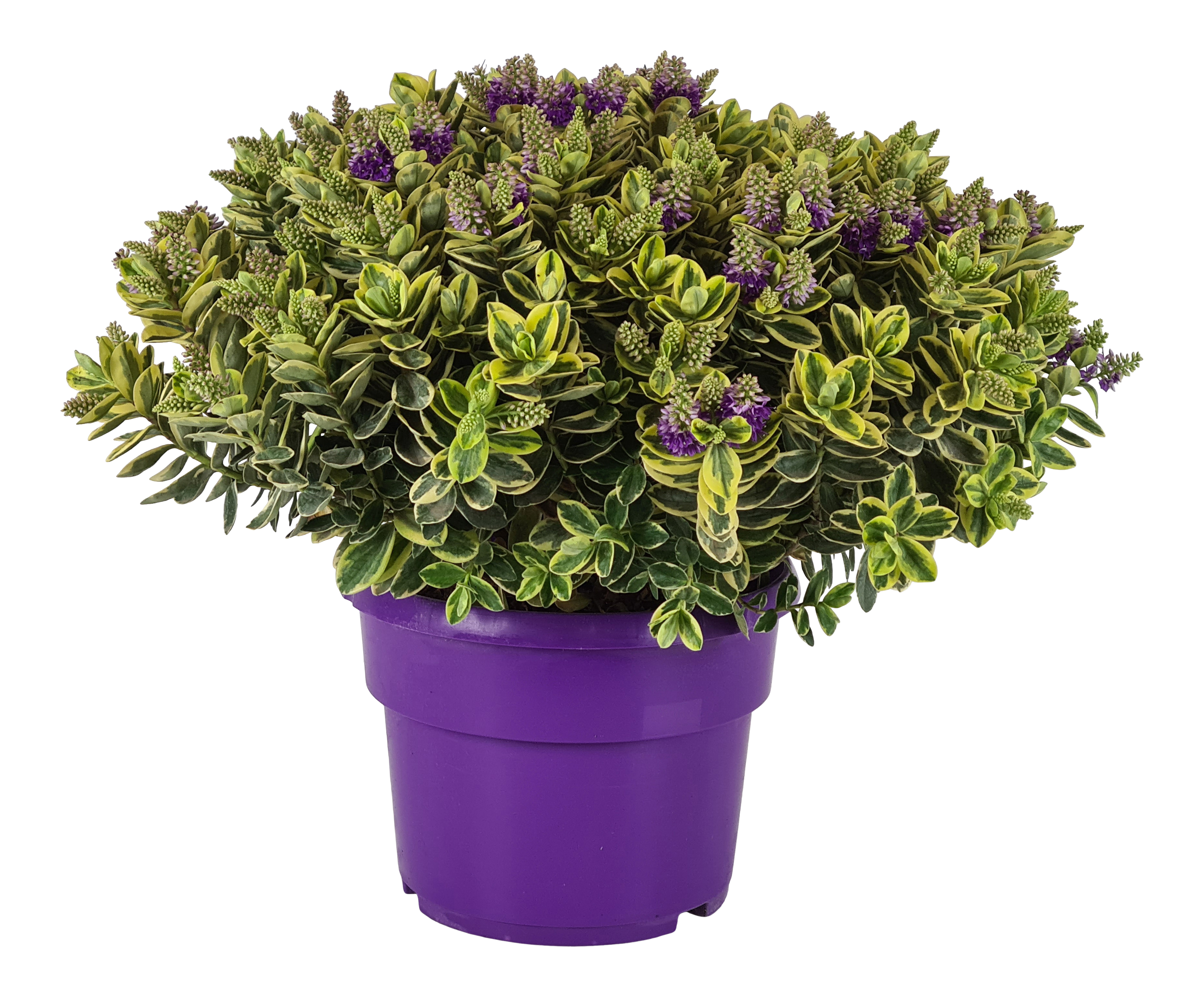 Hebe Andersona Variegata 50-60 cm