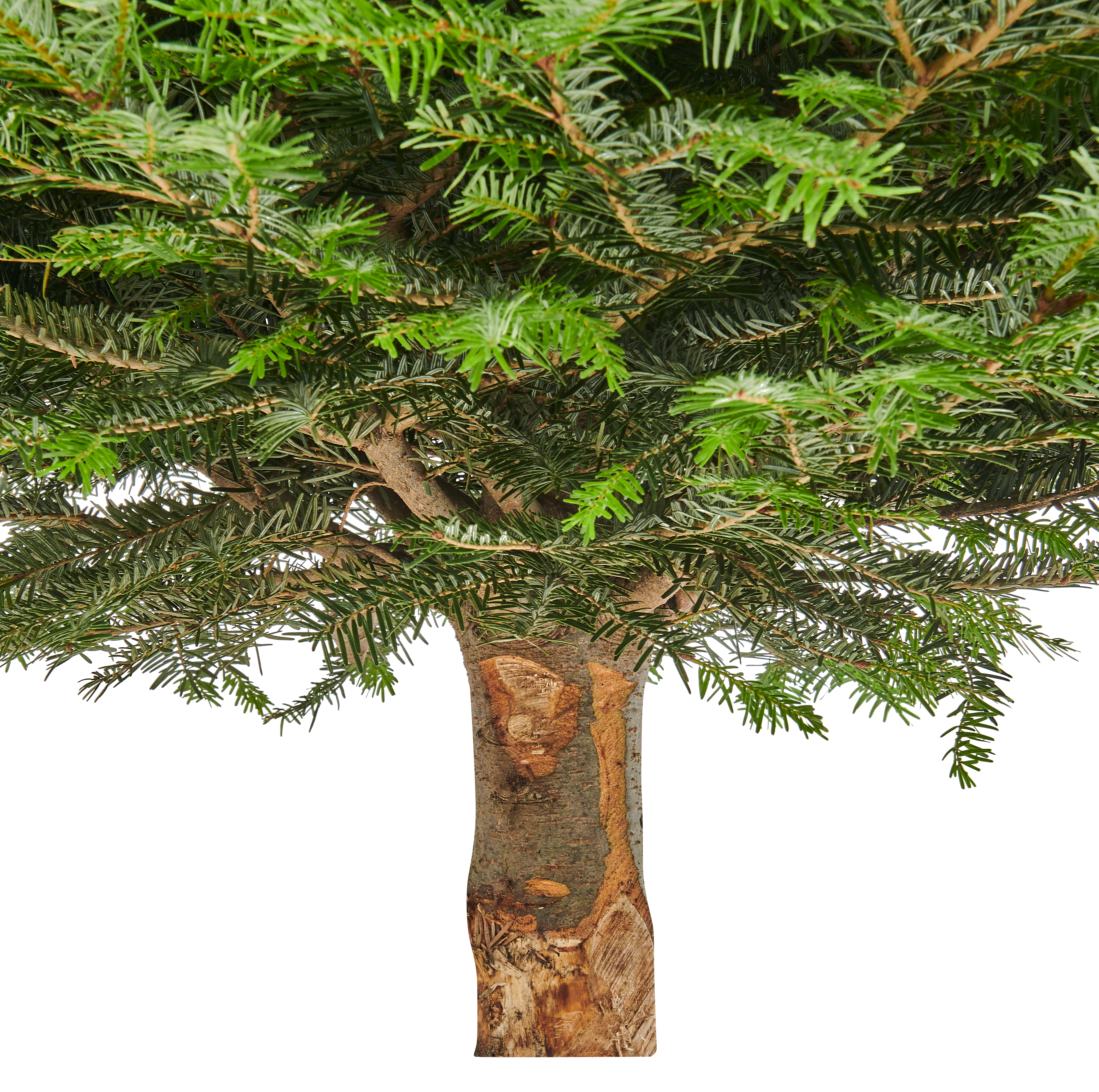 Jodła kaukaska 300-350cm choinka żywa cięta premium - 4