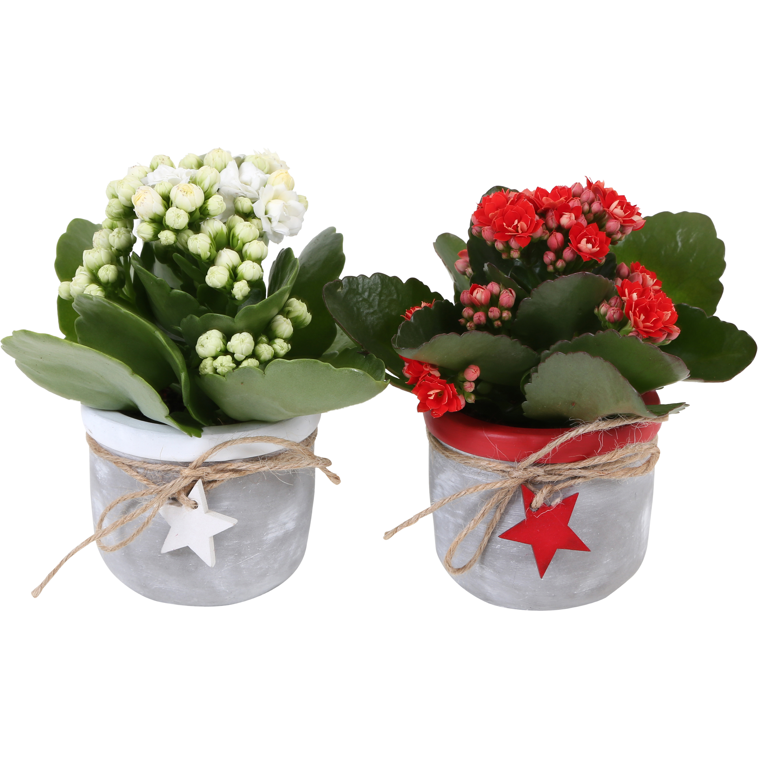 Żyworódka Kalanchoe w ceramice 10-15cm