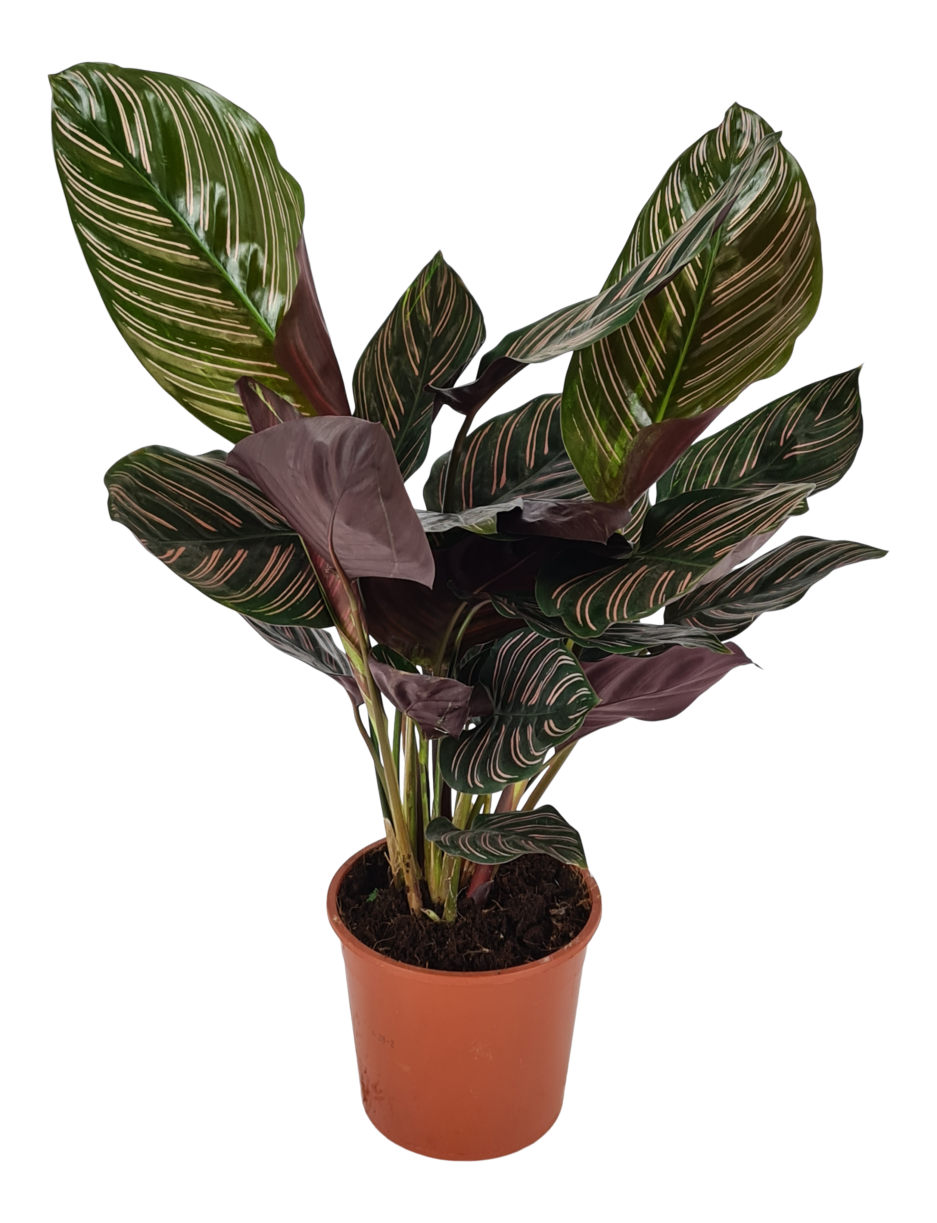 Kalatea Ostrzeszyn Ornata 40-60 cm