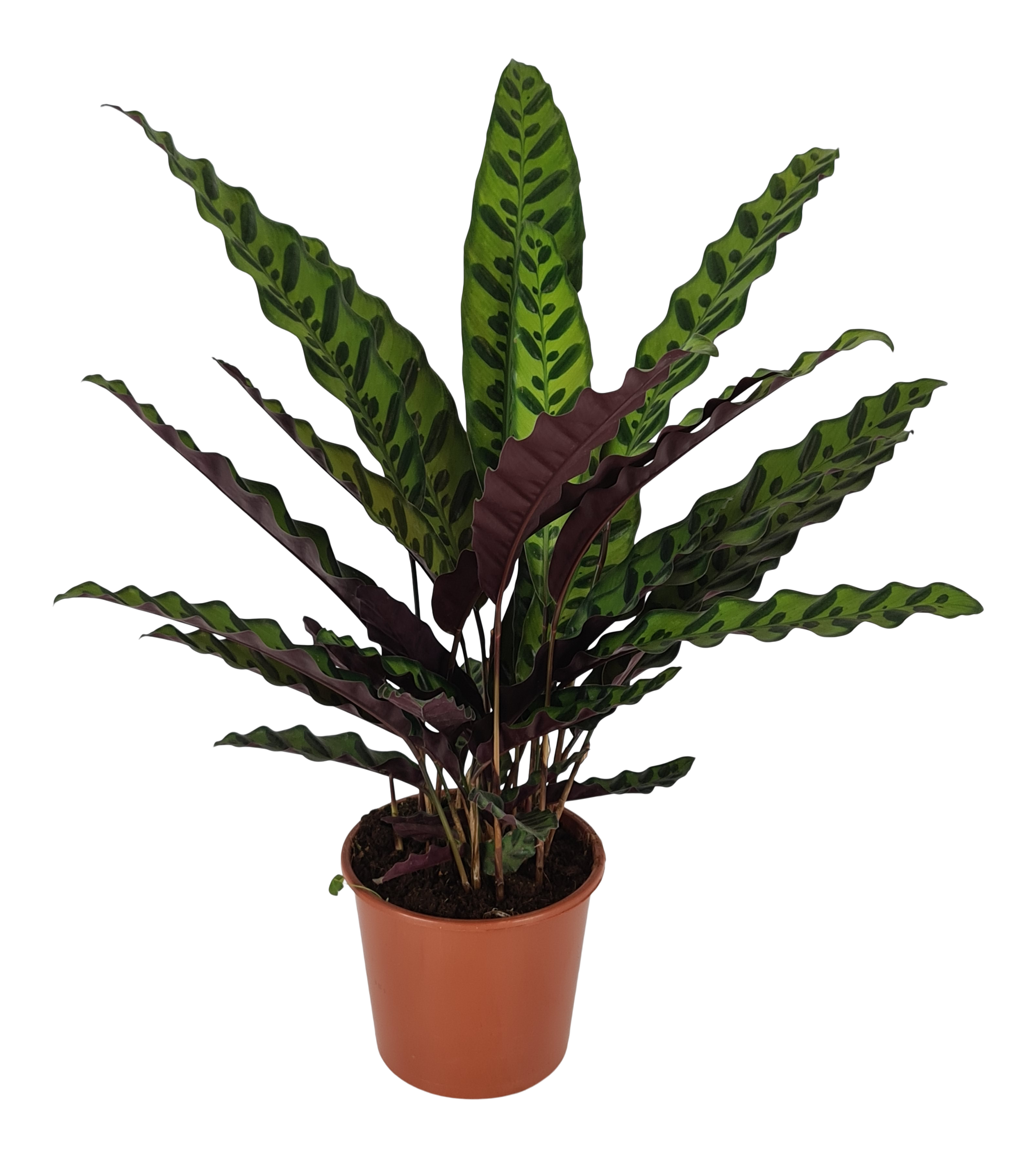 Kalatea Ostrzeszyn Insigne 55-75 cm