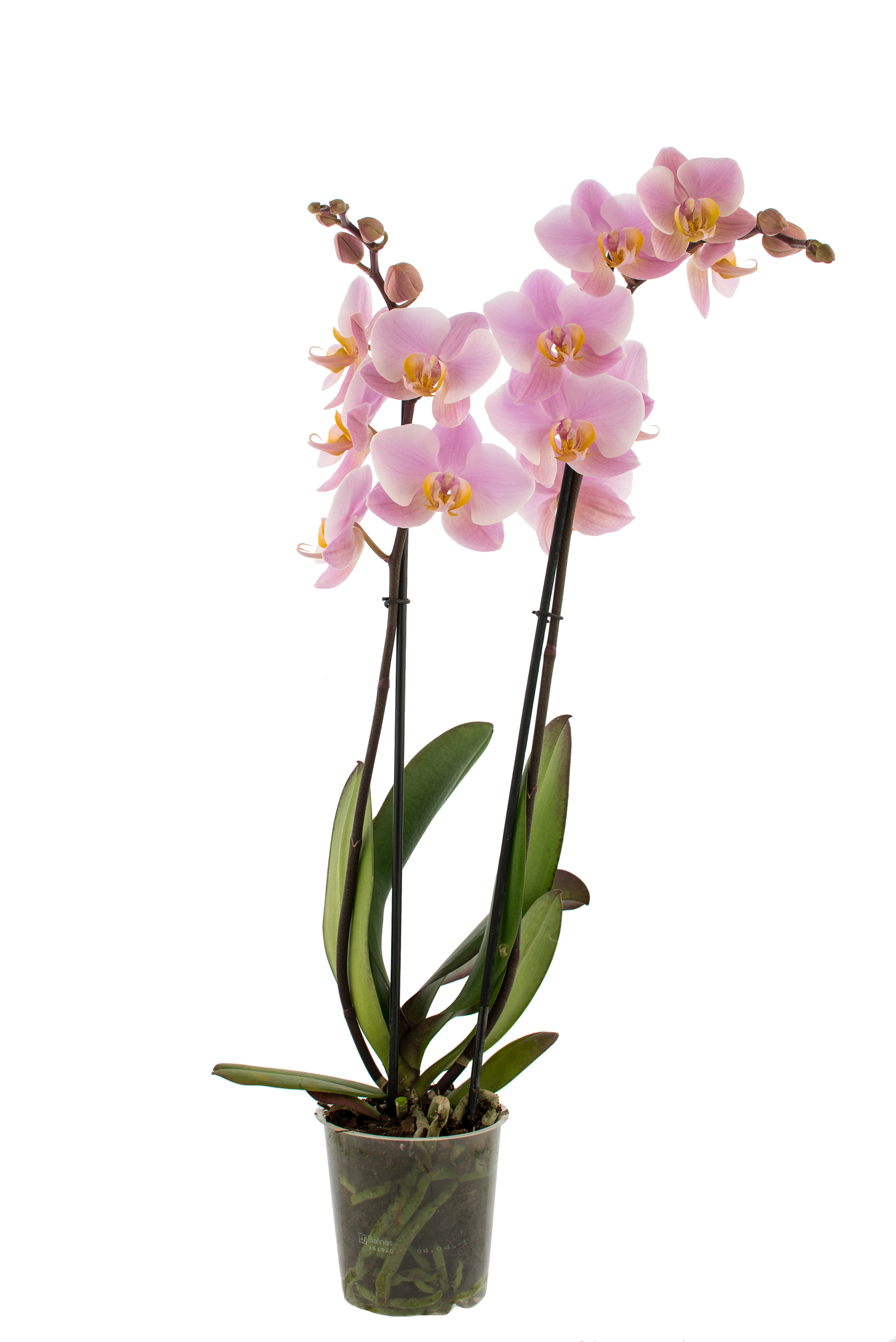 Storczyk Falenopsis 2 pędy 50-70 cm