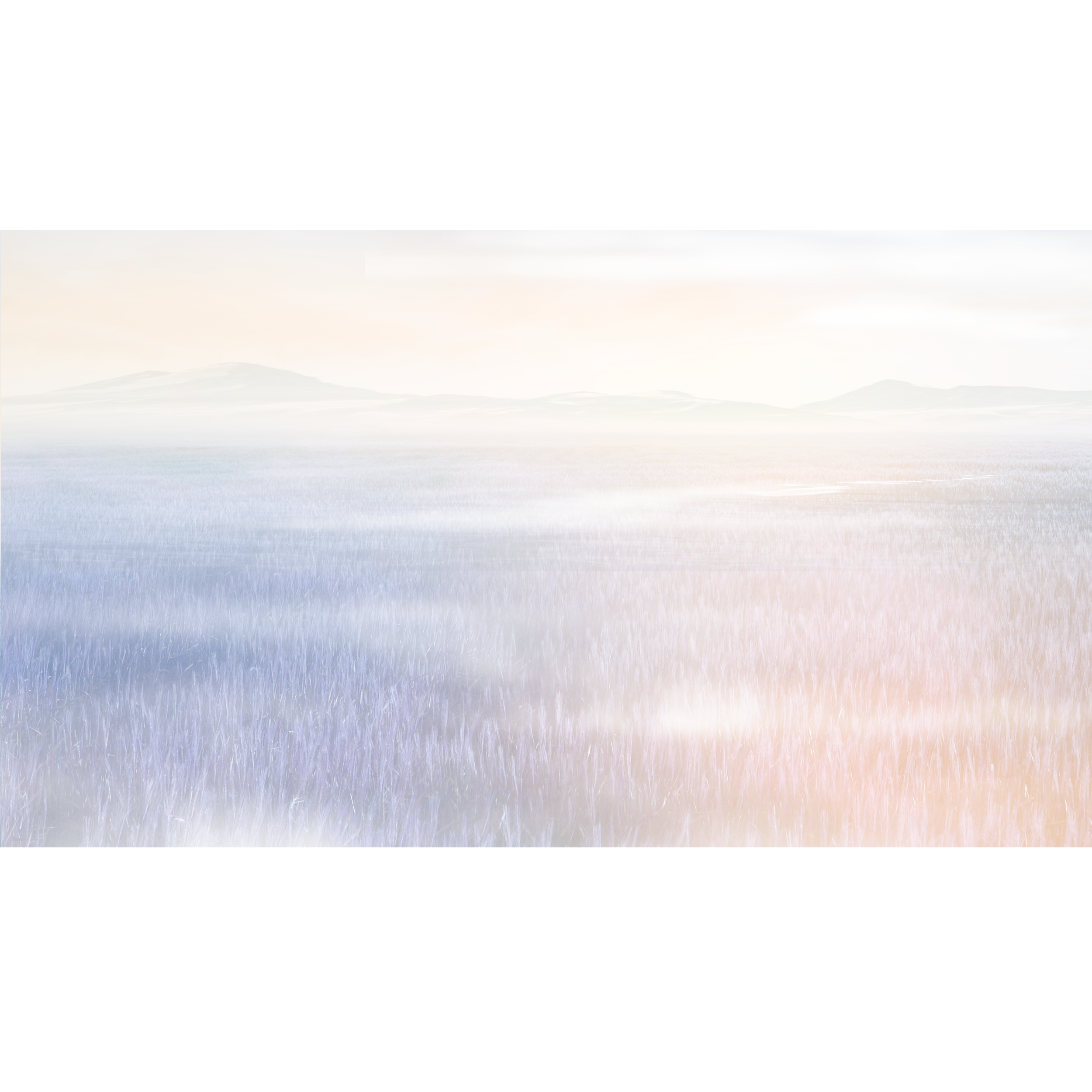 Mural Lavender pola lawendy 500 x 280 cm struktura płótna