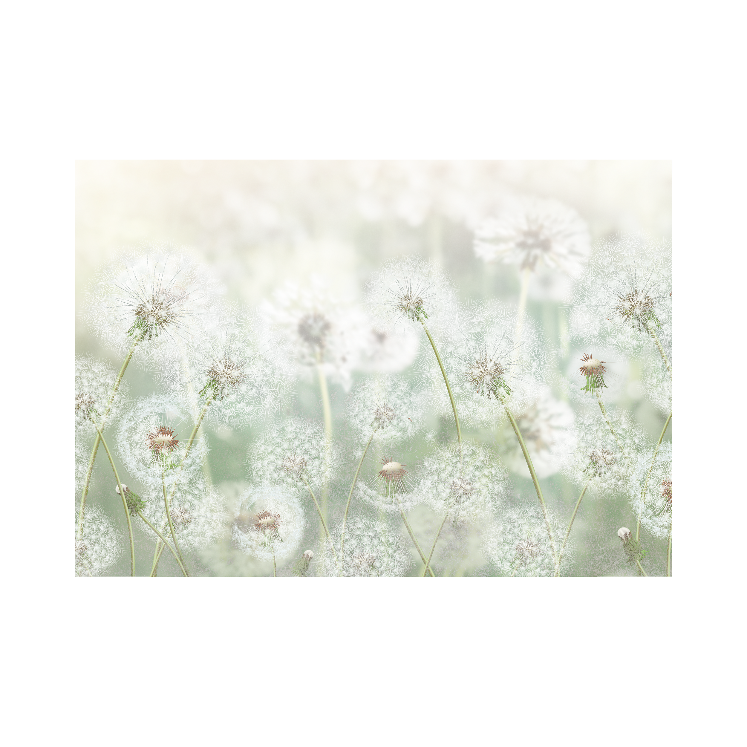 Mural Meadow dmuchawce 400 x 280 cm delikatna struktura