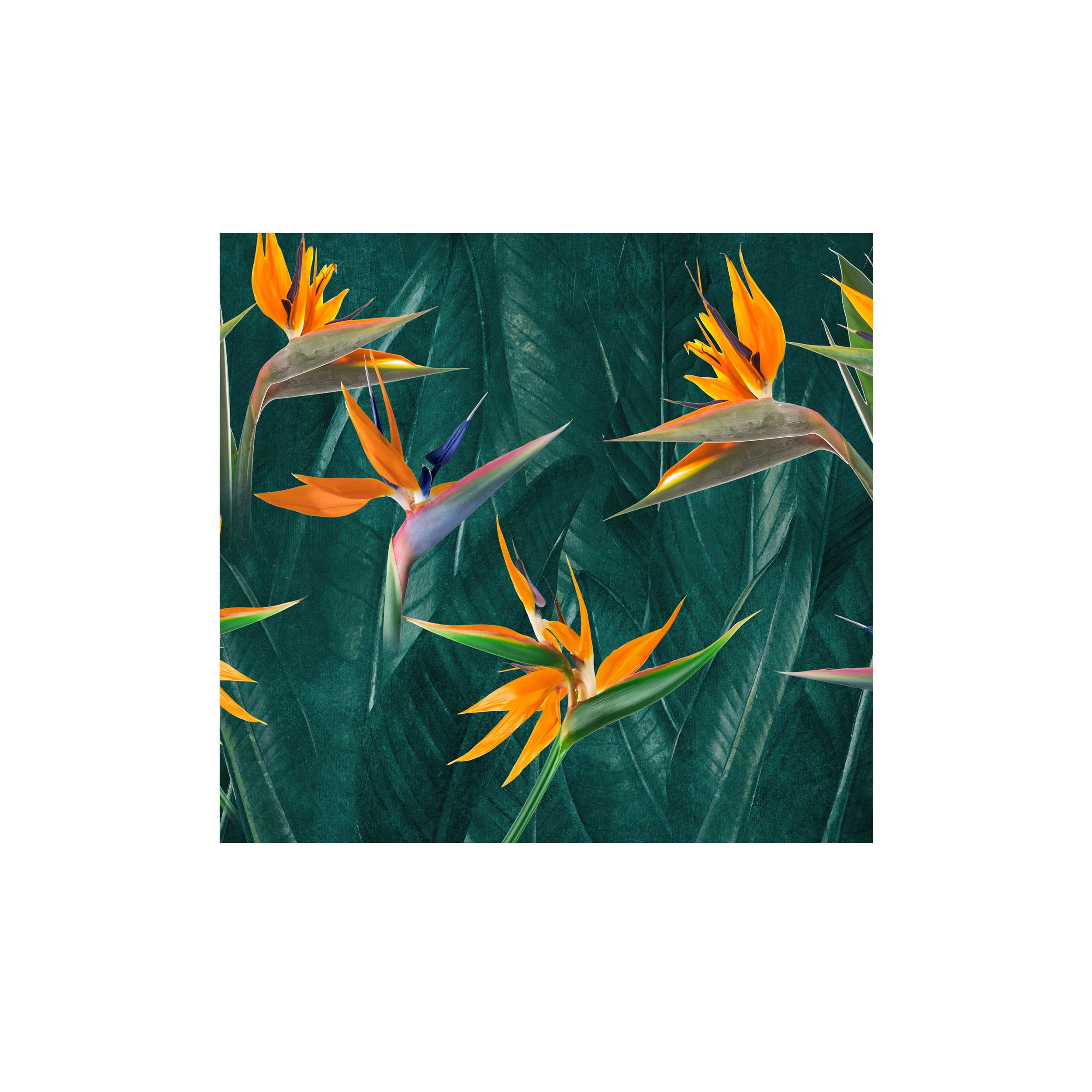 Mural Strelitzia egzotyczne kwiaty 300 x 280 cm struktura Art