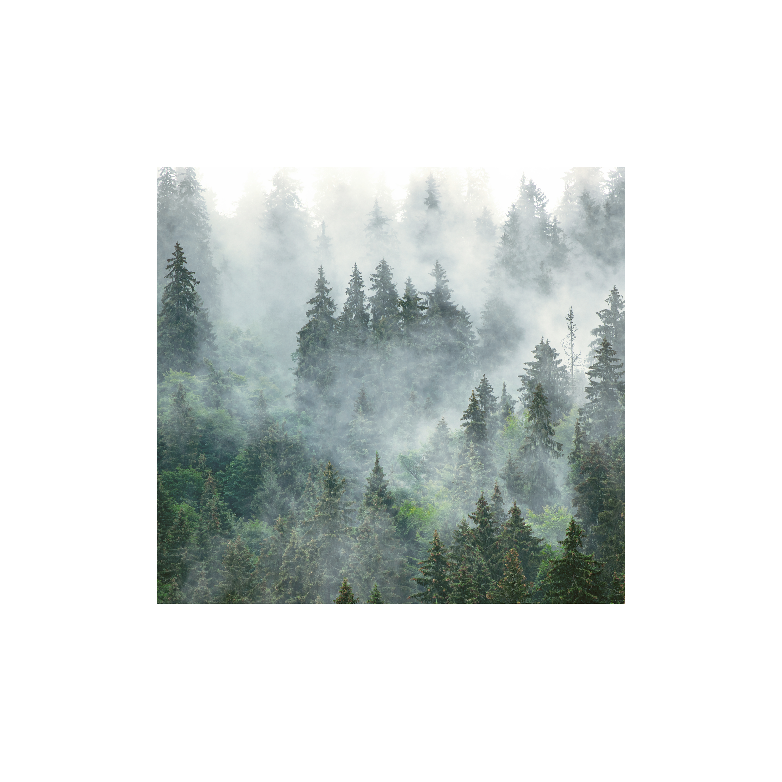 Mural Forest las we mgle 300 x 280 cm struktura Art