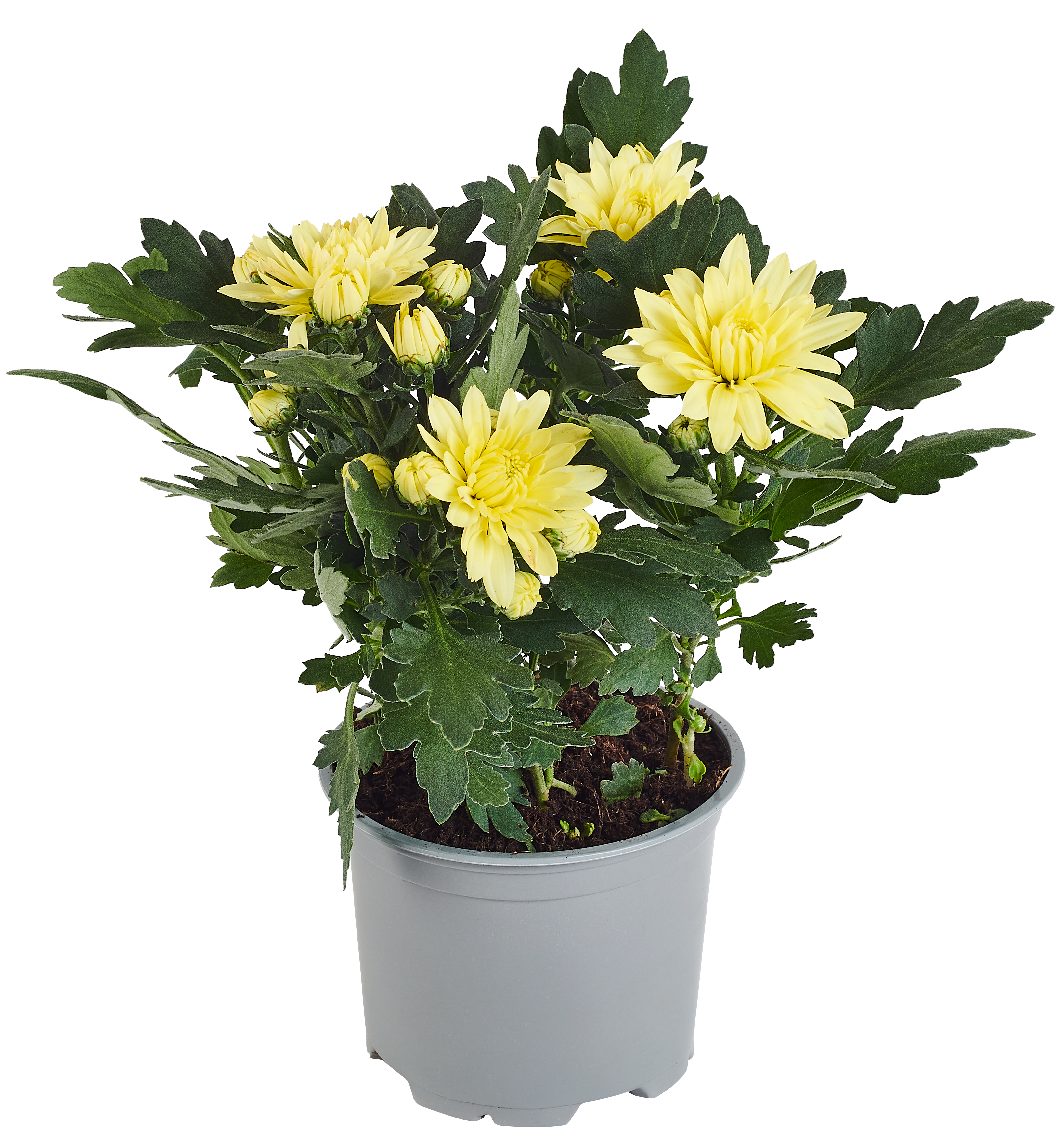 Chryzantema średniokwiatowa Time mix 25-30 cm - 3
