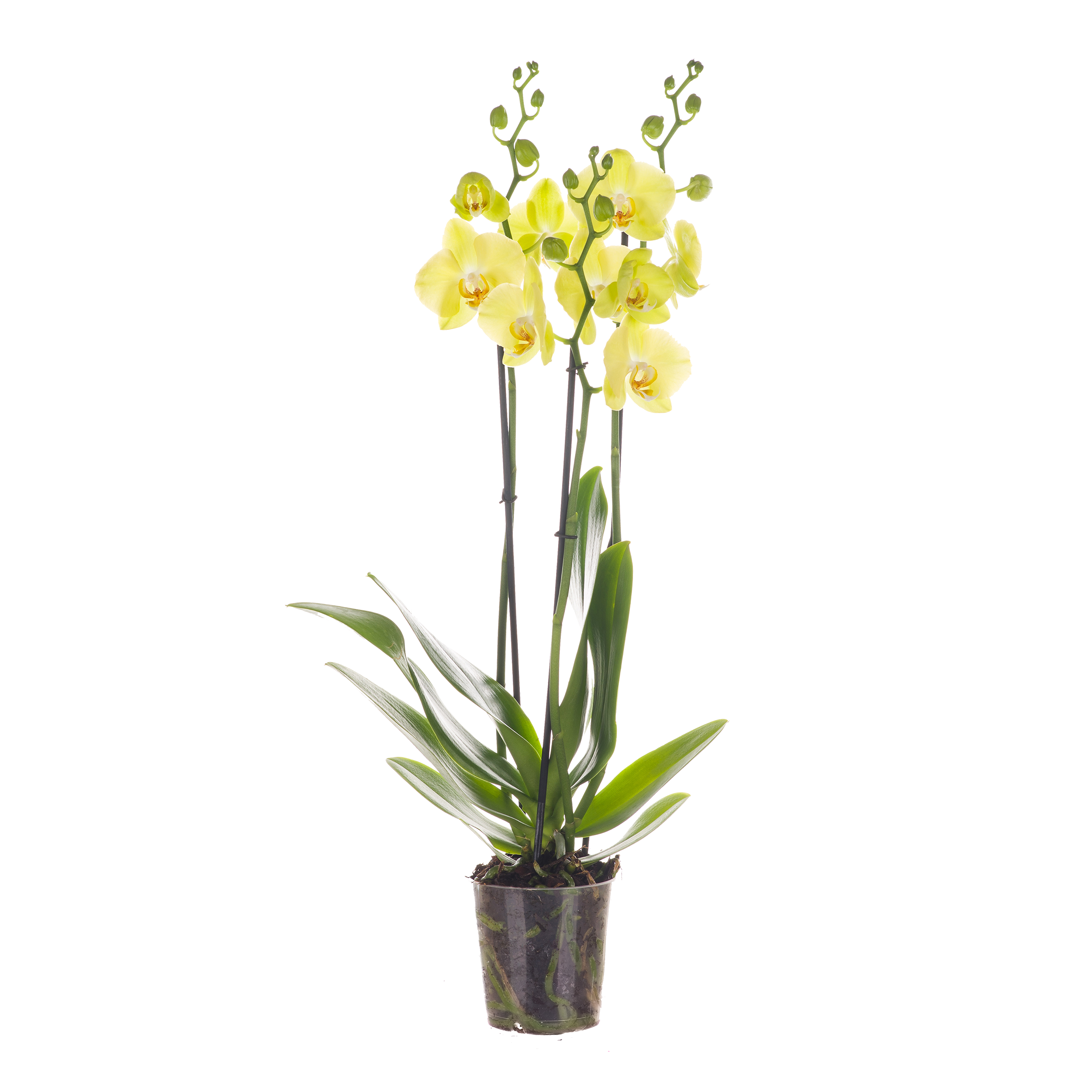 Storczyk Falenopsis 3 pędy 50-70 cm