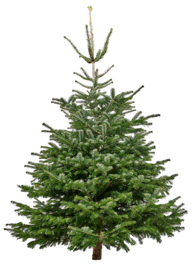 Jodła kaukaska 225-250cm choinka żywa cięta