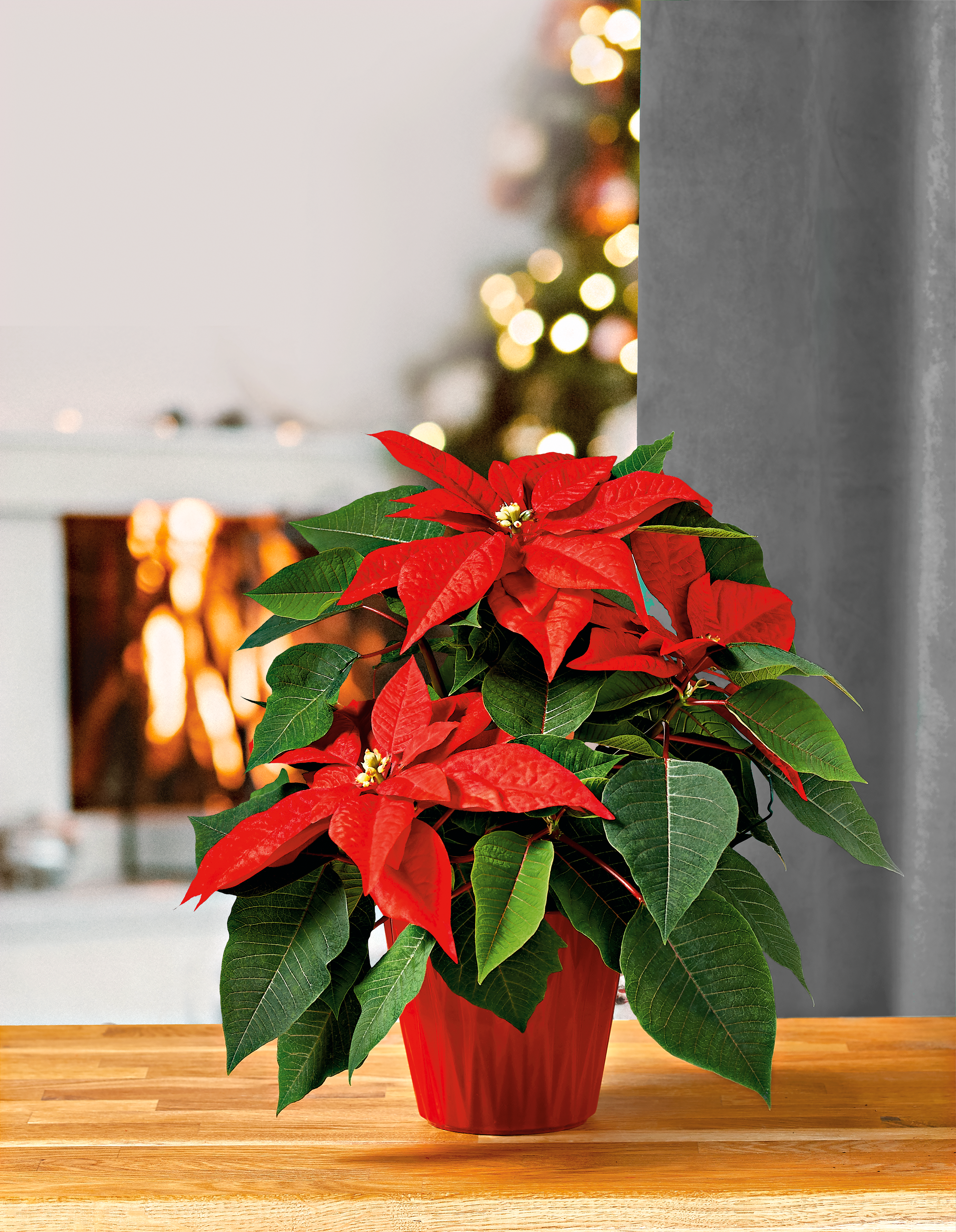 Poinsecja czerwona 40 cm gwiazda betlejemska 4-6 pędów - 7