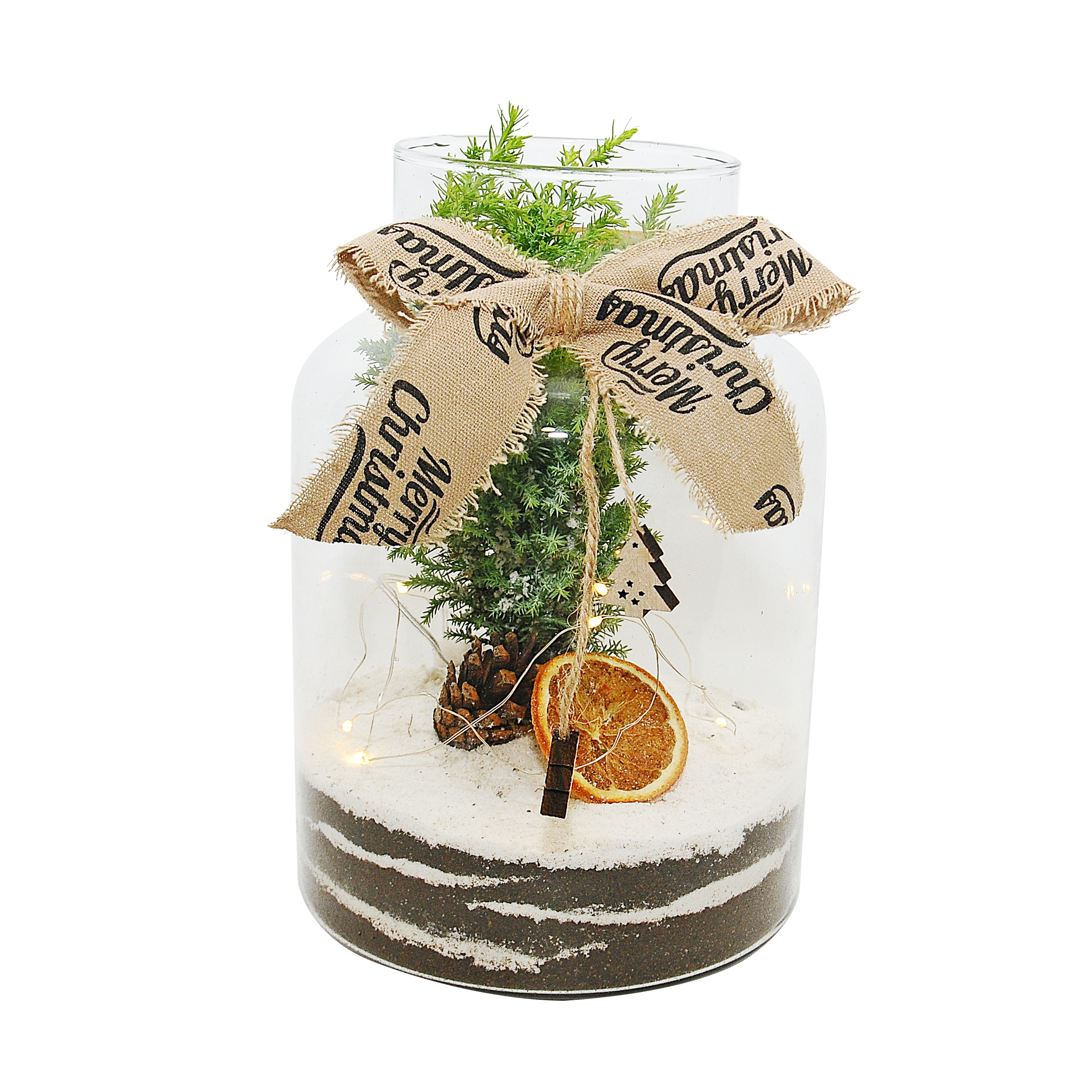 Cyprysik Chamaecyparis 25 cm