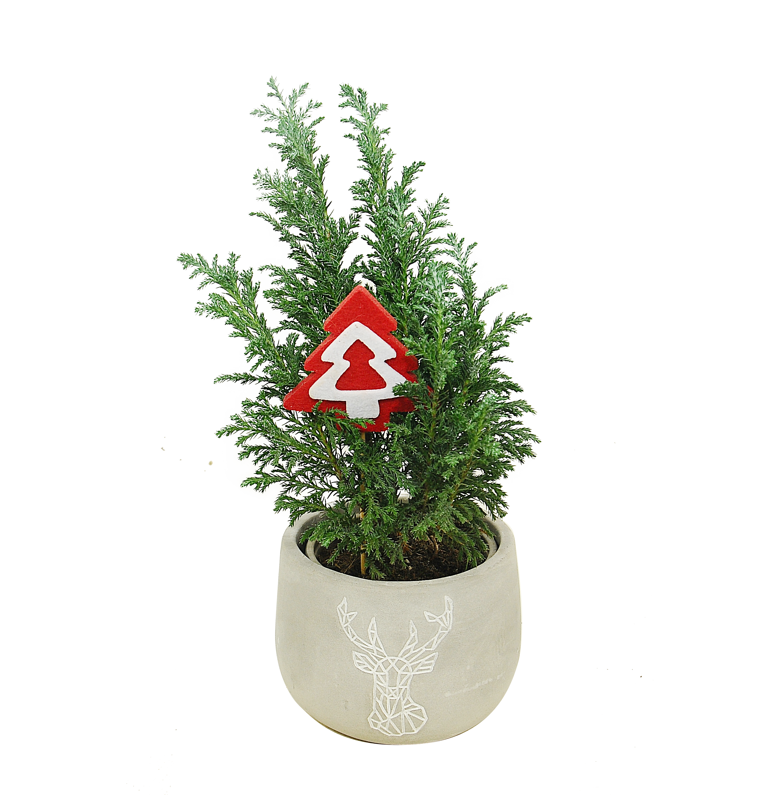 Cyprysik Chamaecyparis 25-30 cm w doniczce