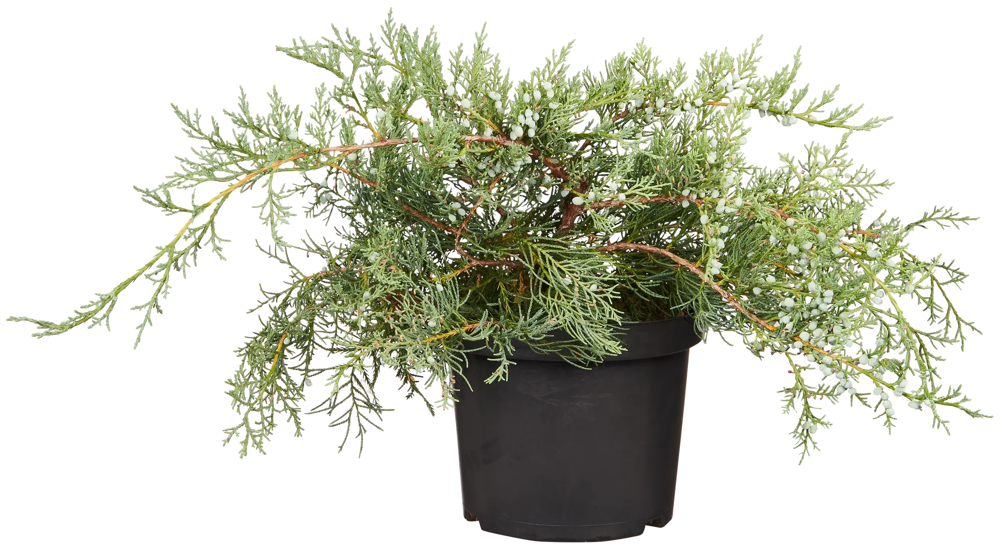 Jałowiec mix 15 - 40 cm