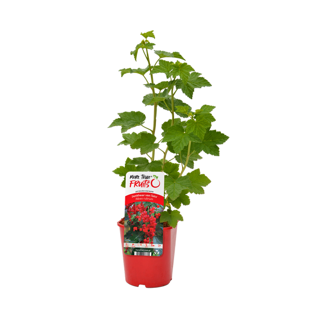 Porzeczka czerwona 50 cm