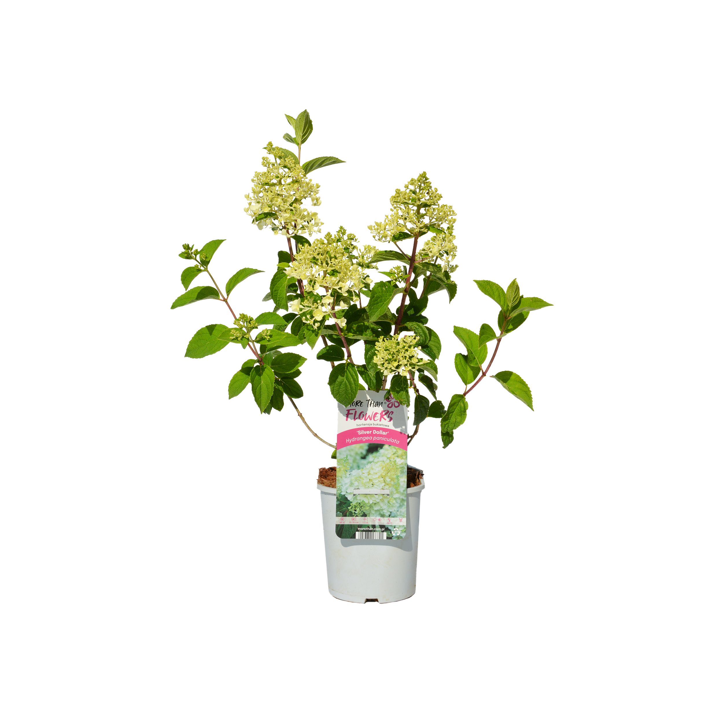 Hortensja bukietowa 50 cm