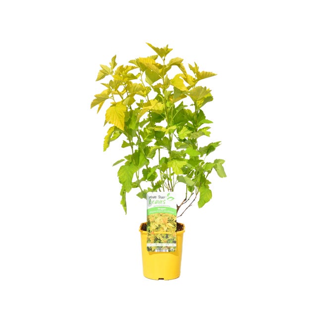 Pecherznica kalinolistna 50 cm 85167843