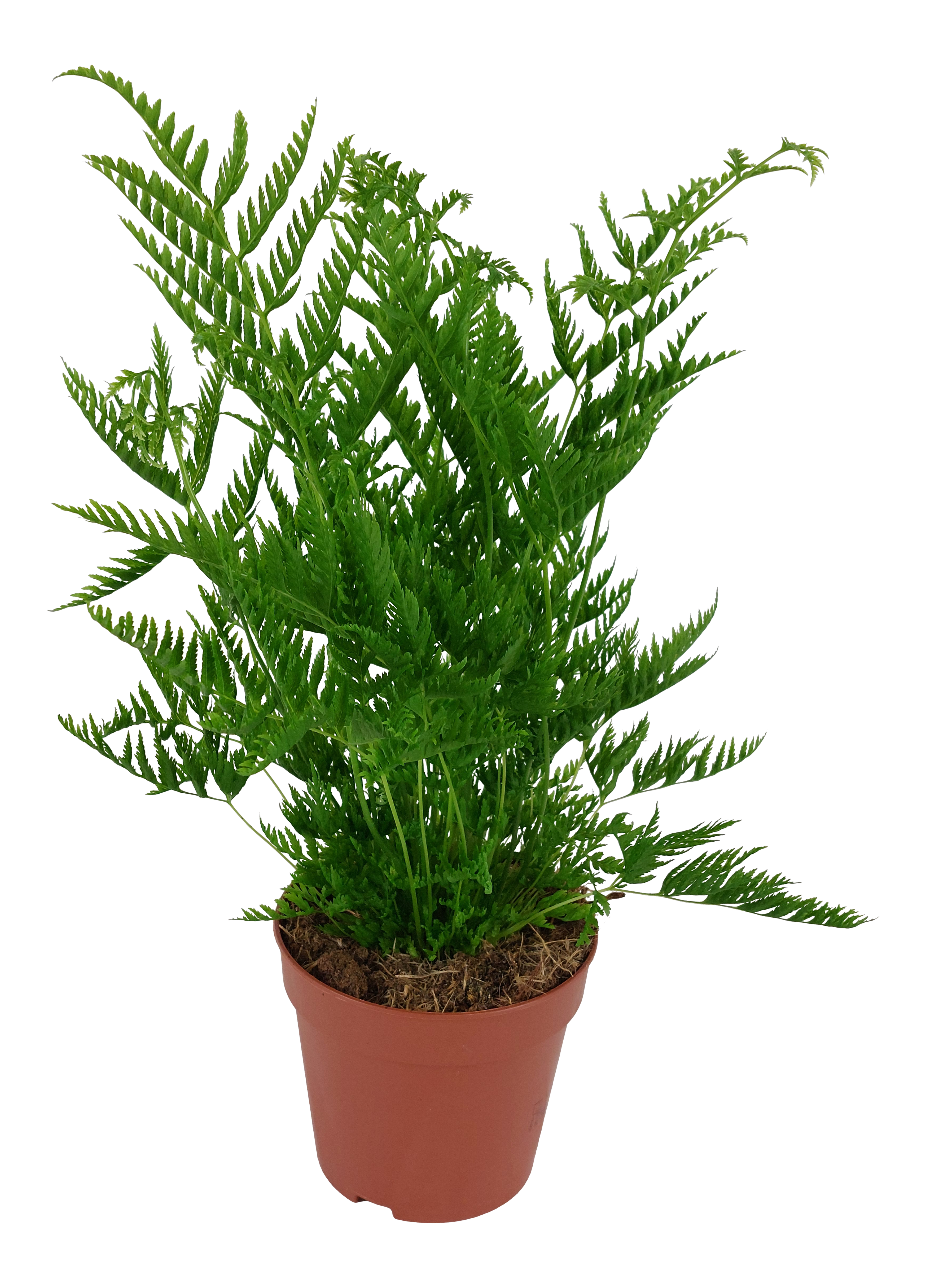 Orliczka Pteris Straminea 35-40 cm