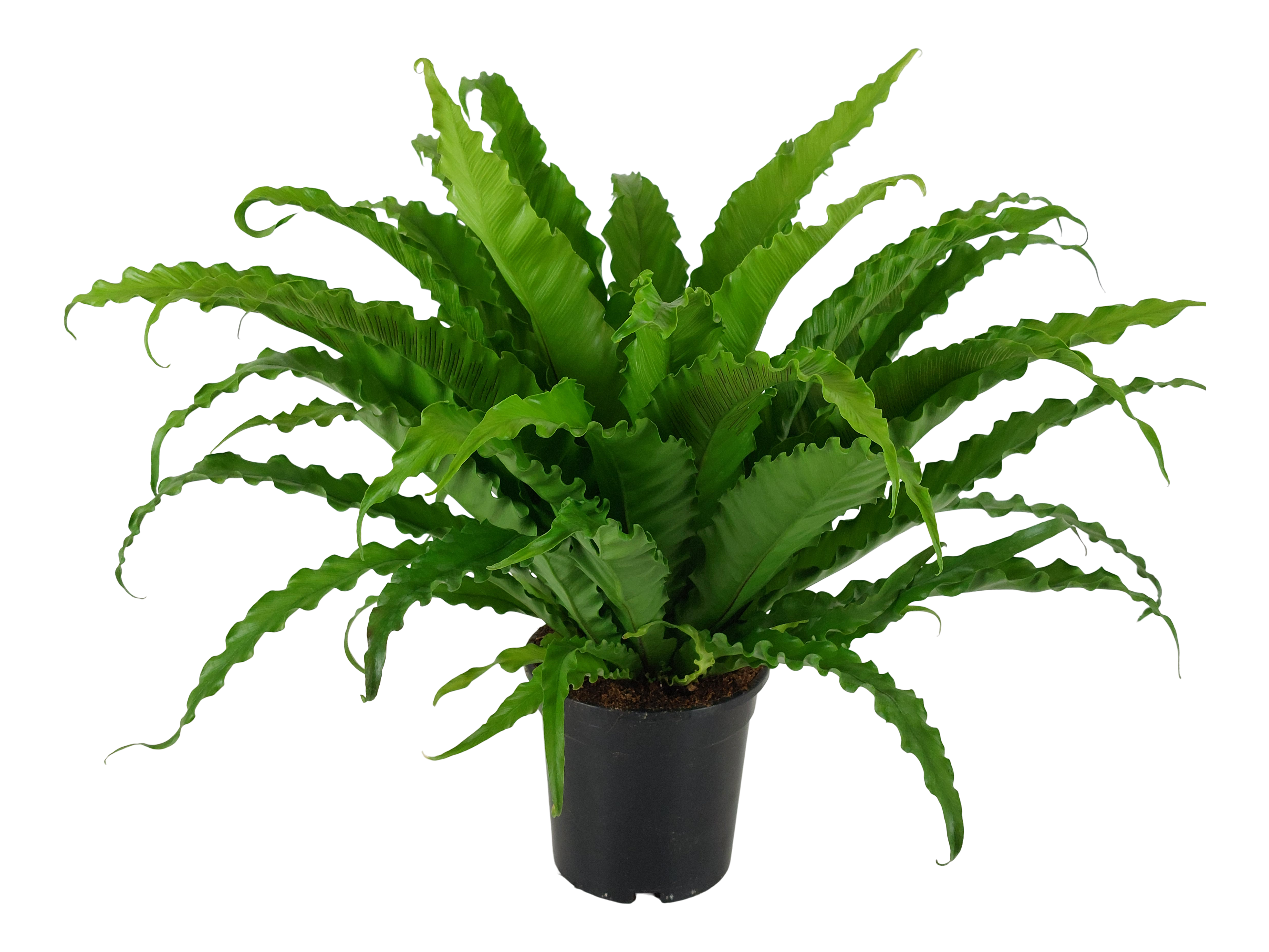 Zanokcica Asplenium Osaka 40-45 cm
