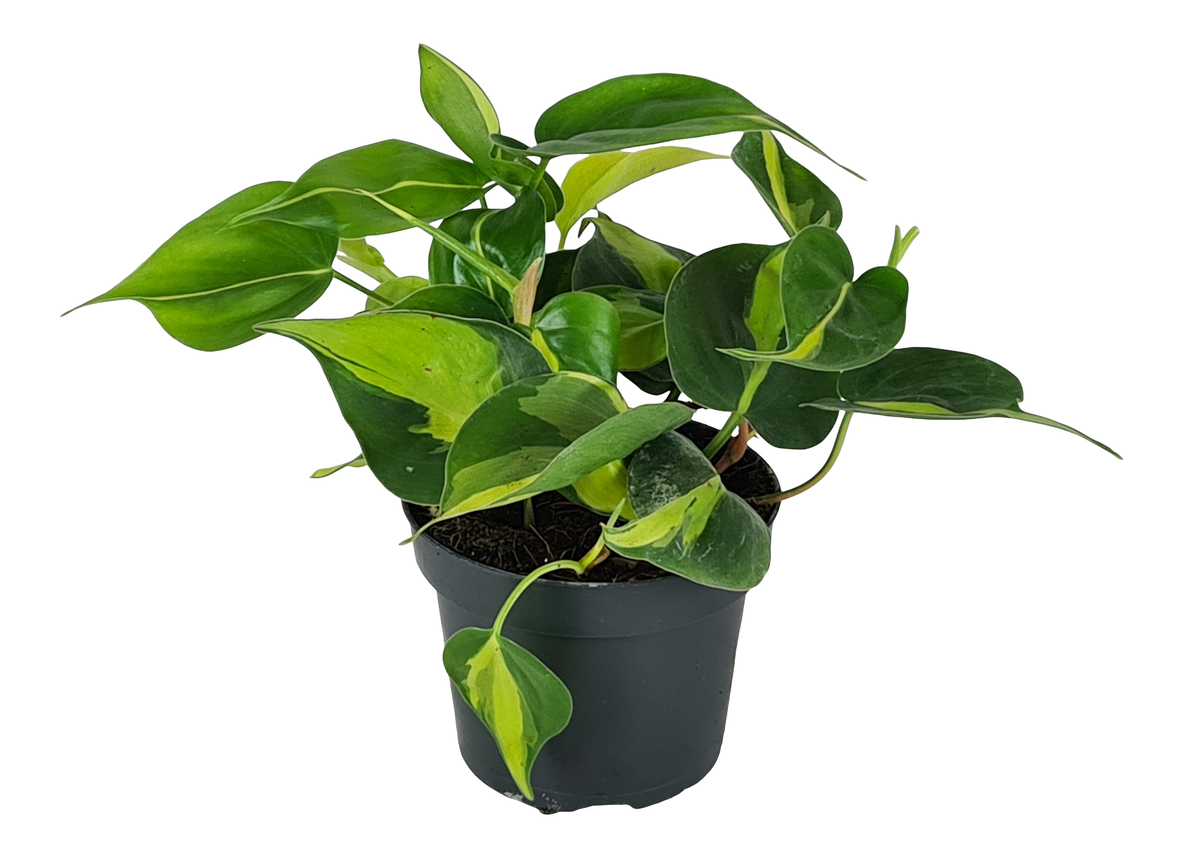 Filodendron Scandens Brasil 15cm